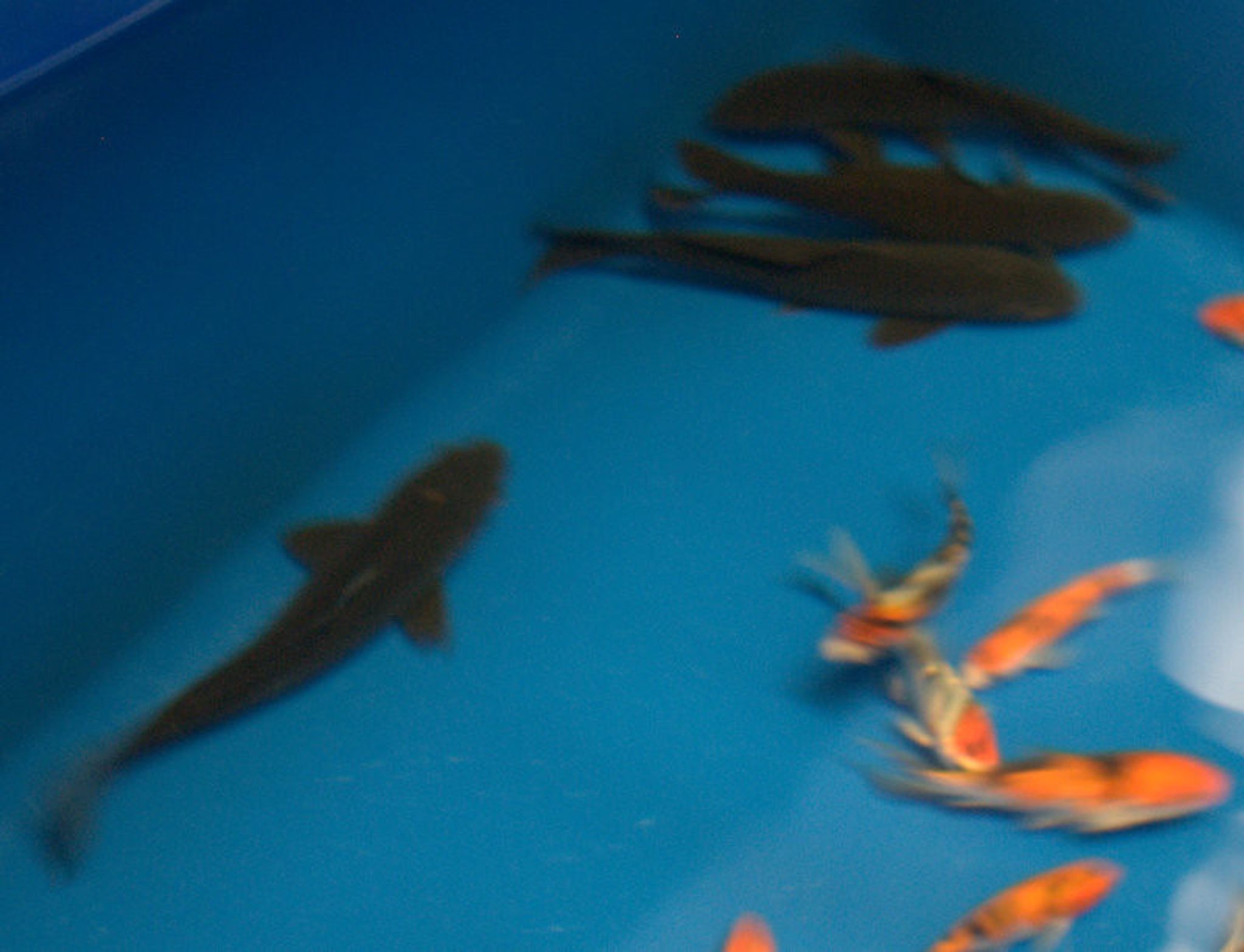 Black Koi Fish