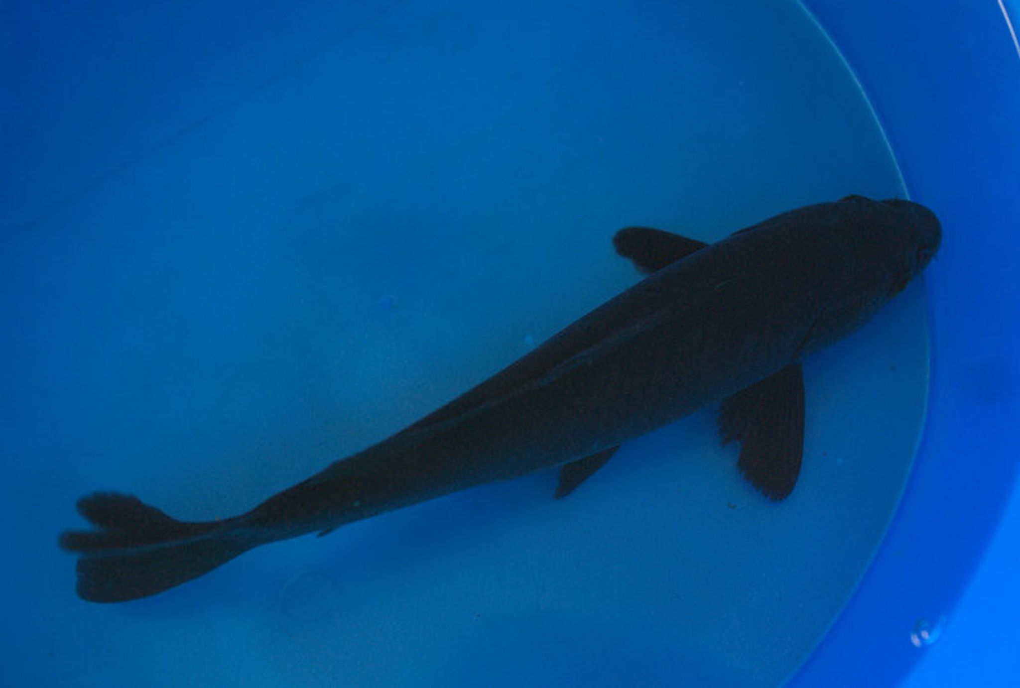 Black Koi, Small