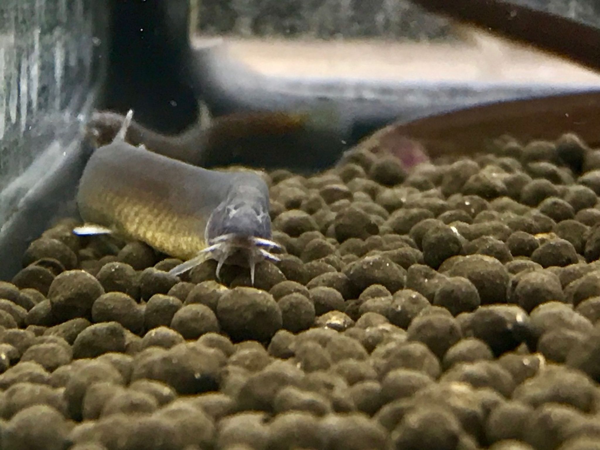 Black Kuhli Loach