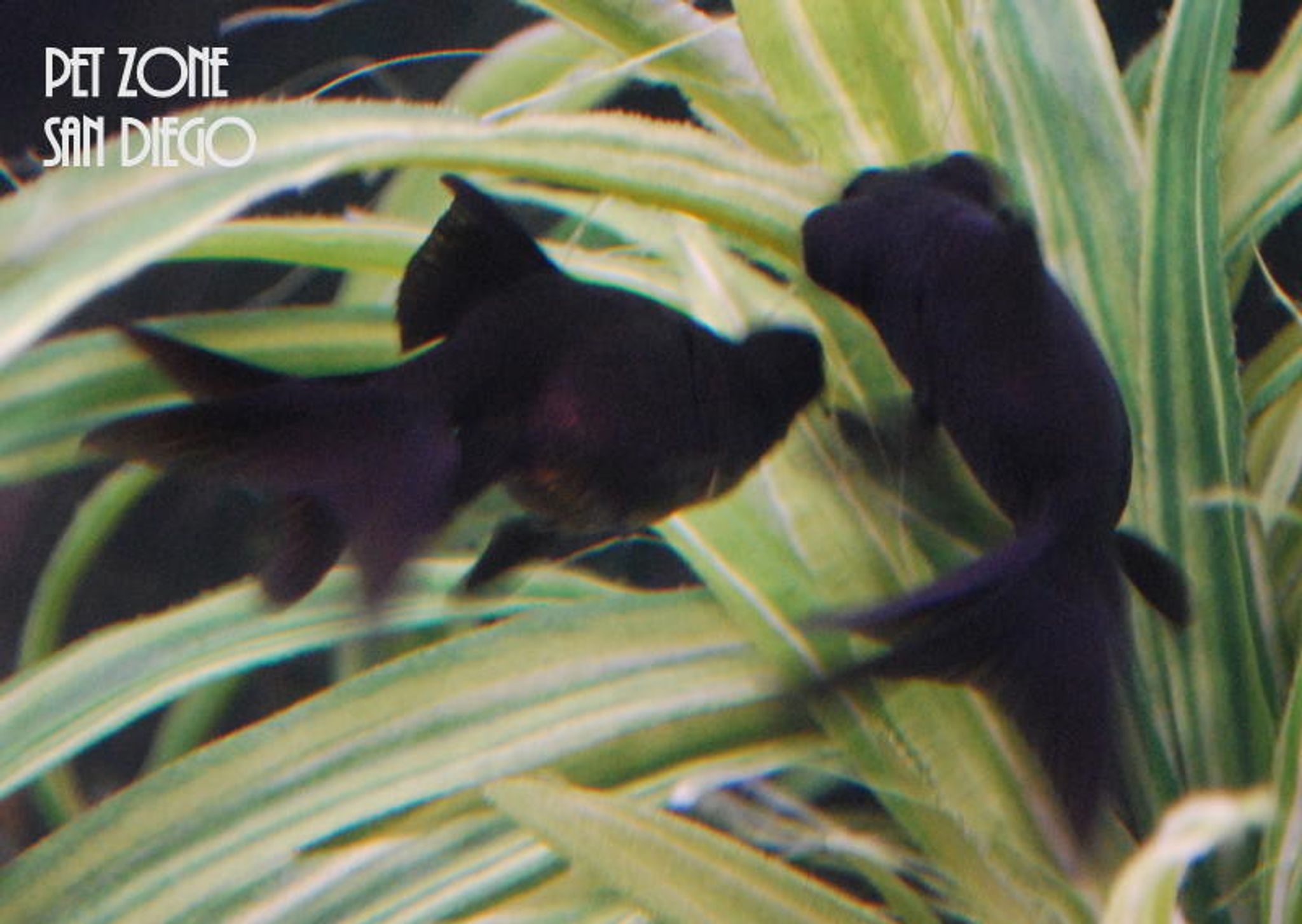 Black Moor Goldfish