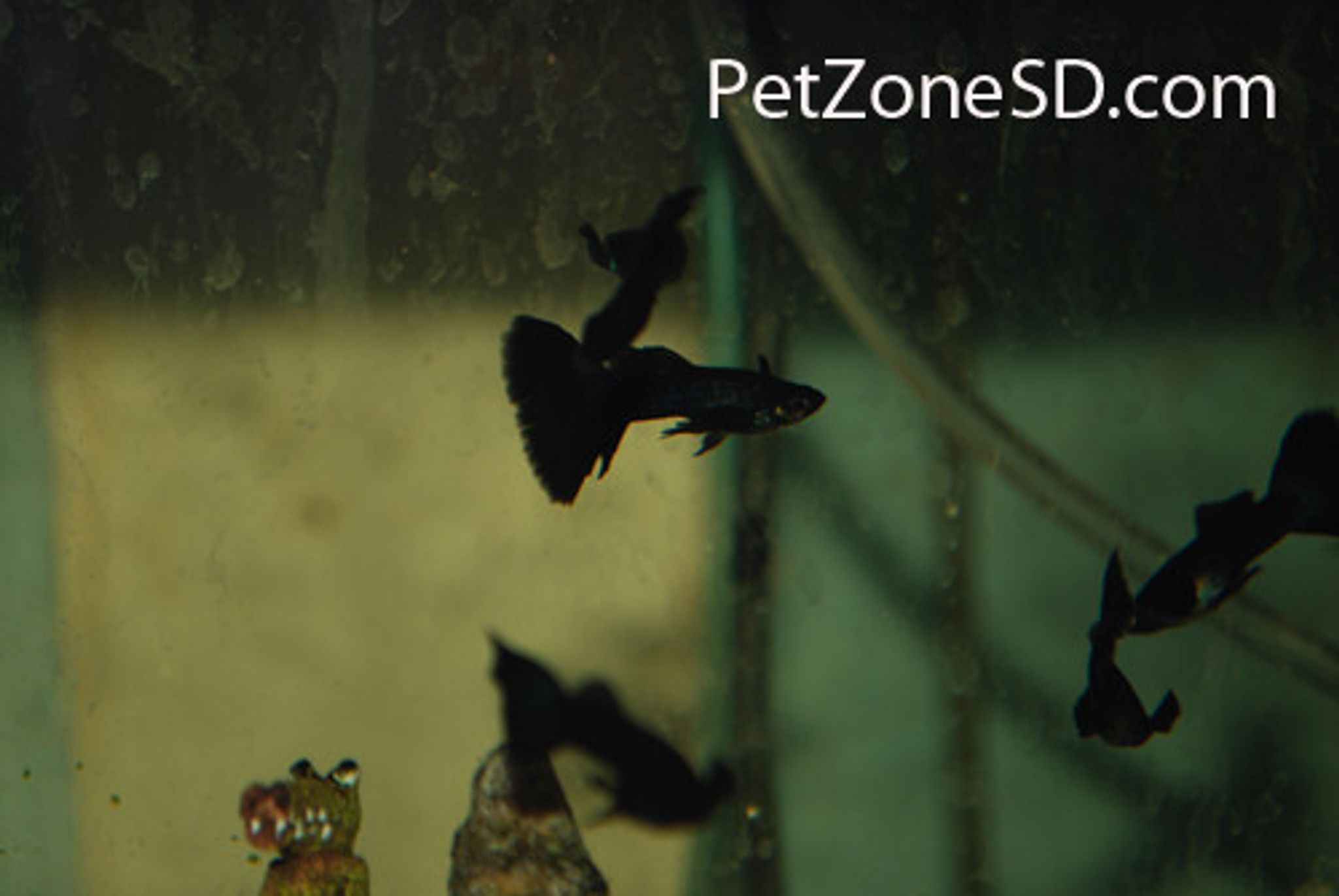 Black Moscow Guppy