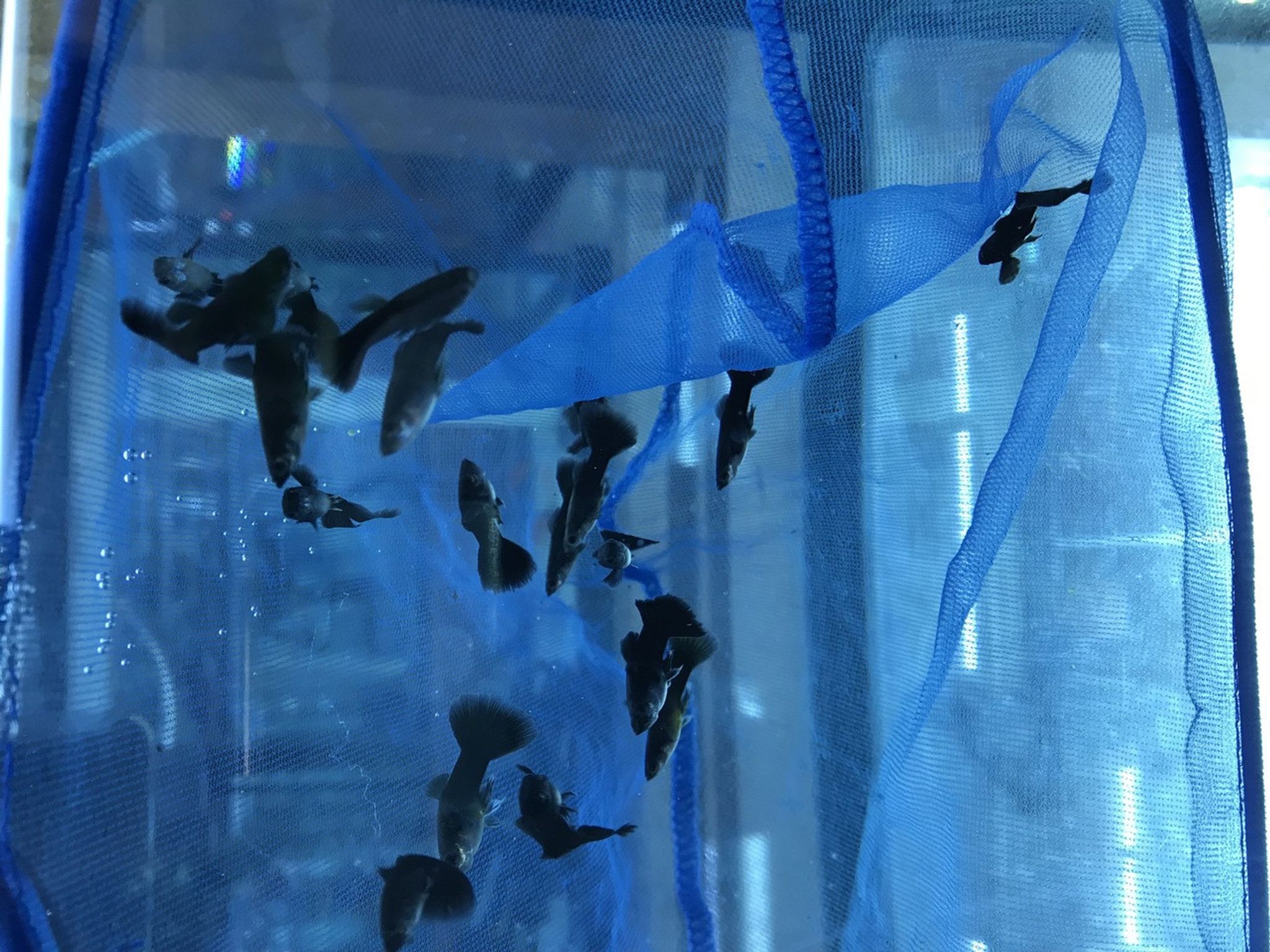 Black Moscow Guppy
