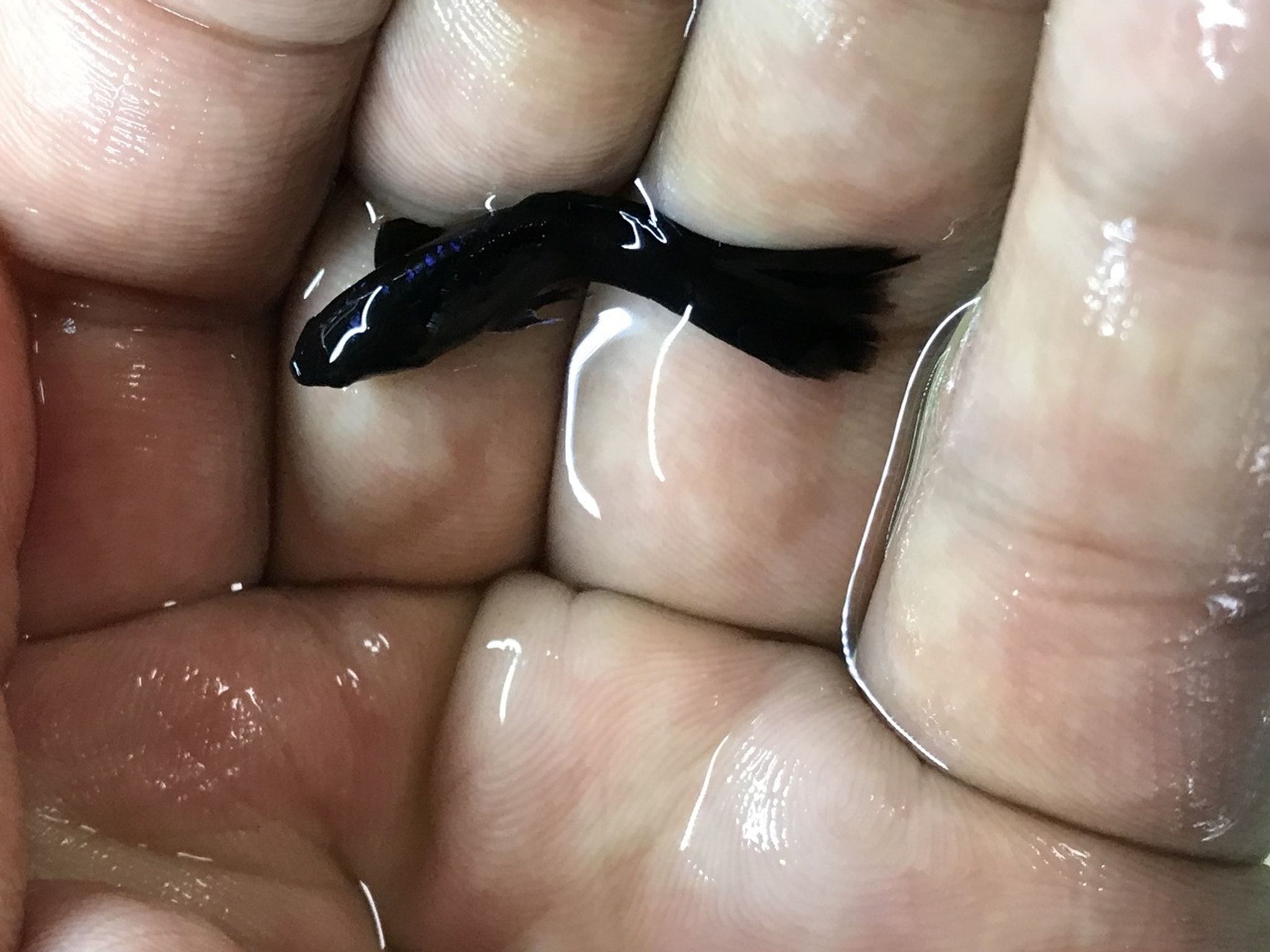 Black Moscow Guppy