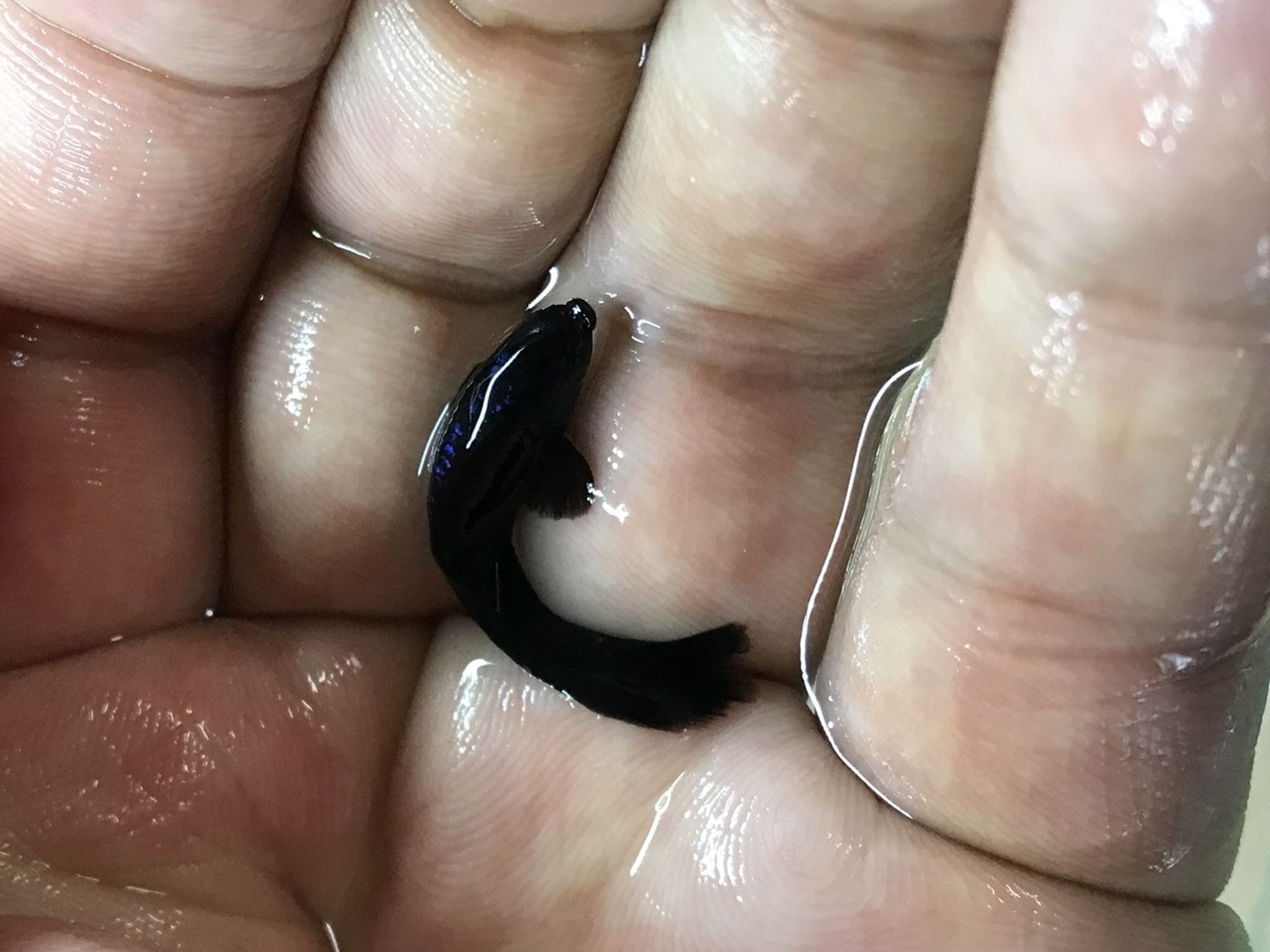 Black Moscow Guppy