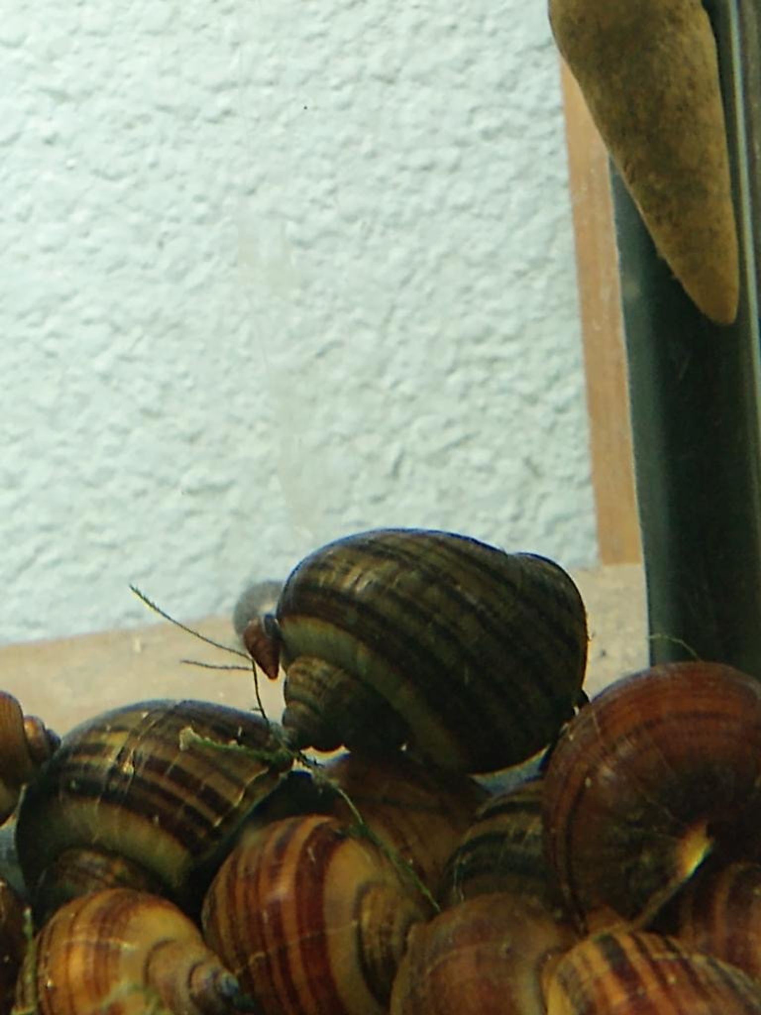 Black Mystery Snail