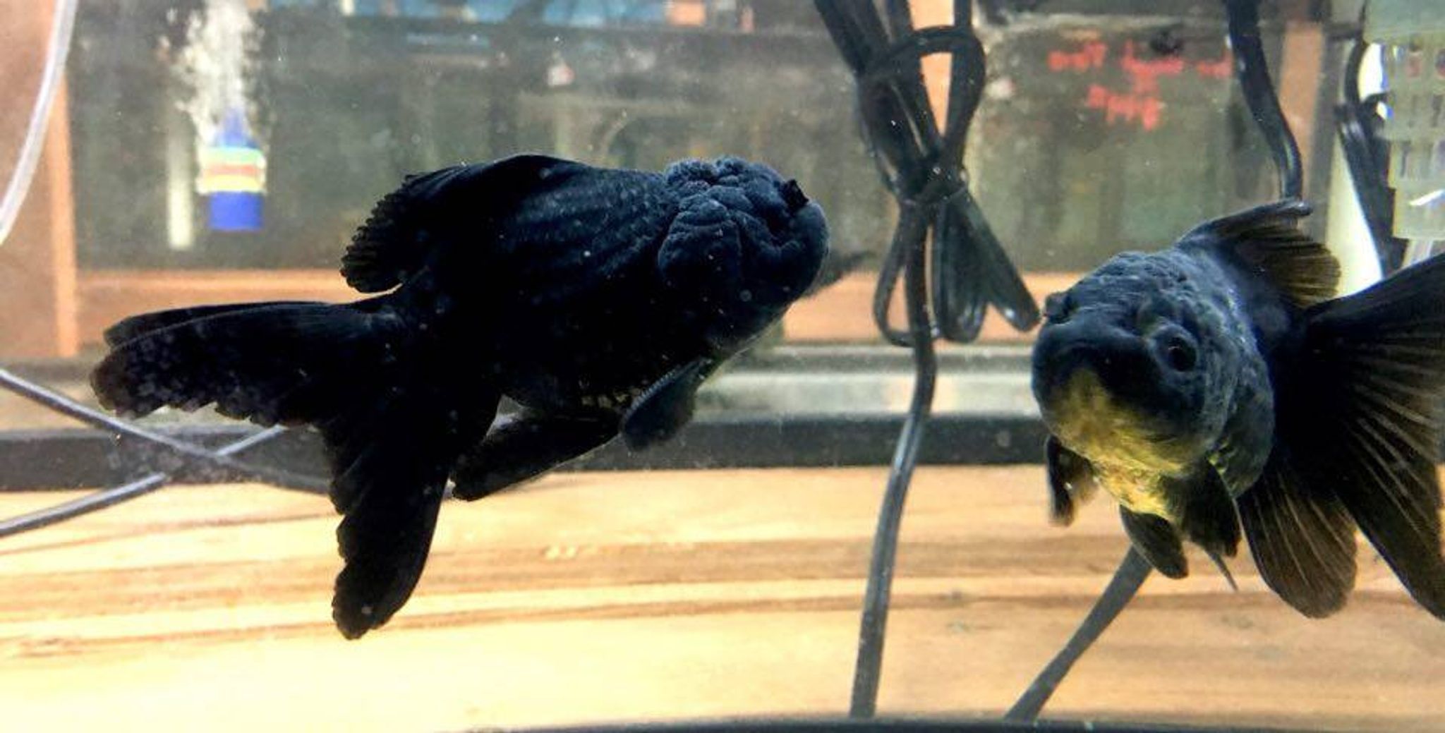Black Oranda Goldfish