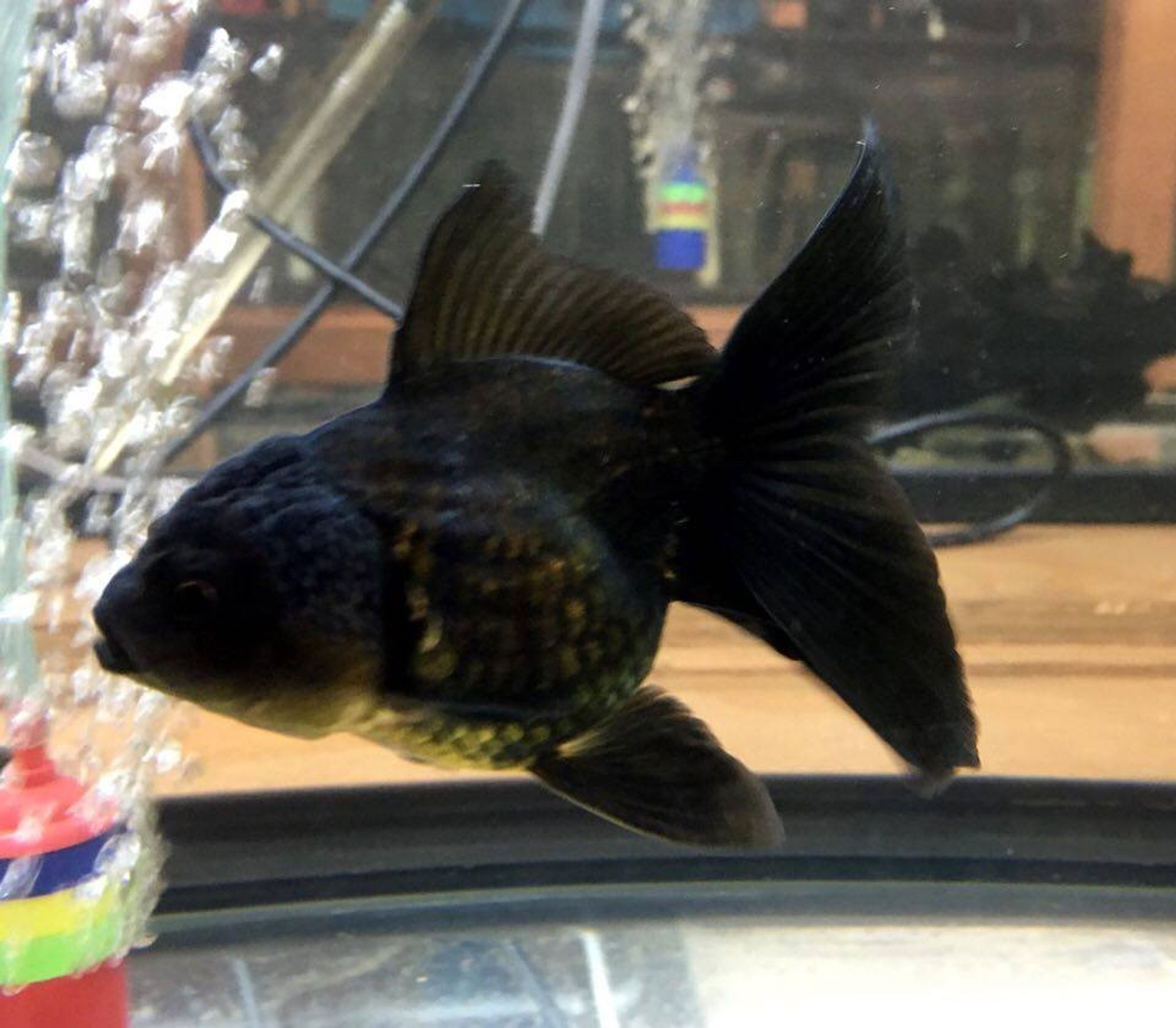 Black Oranda Goldfish