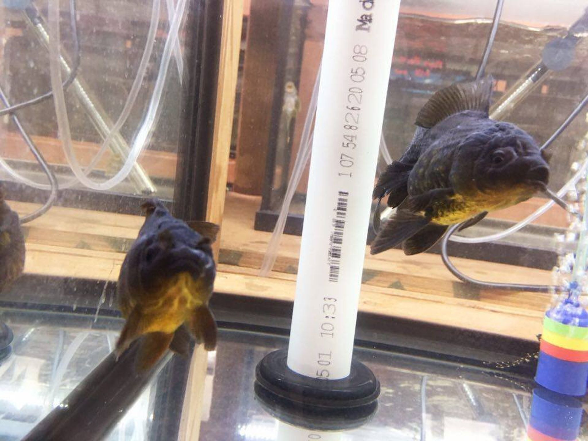 Black Oranda Goldfish
