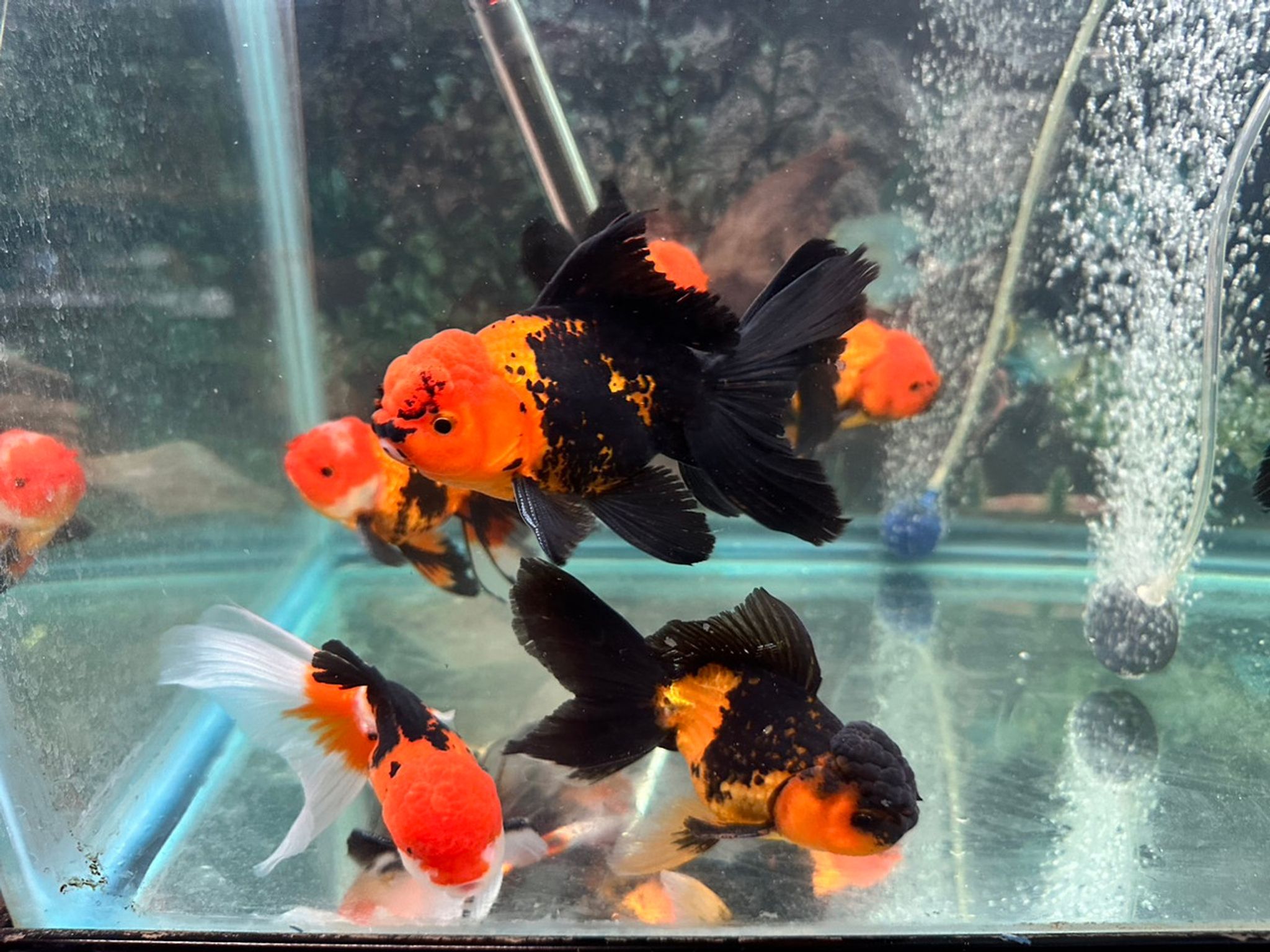 Black/Orange Oranda Goldfish