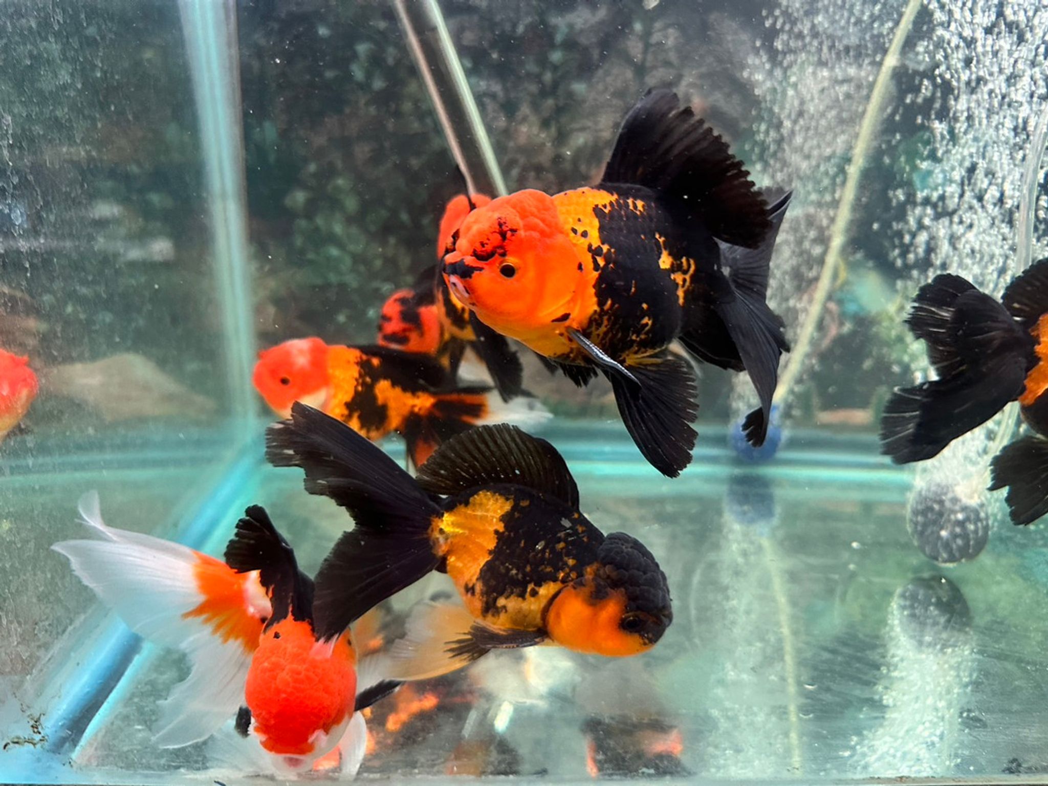 Black/Orange Oranda Goldfish