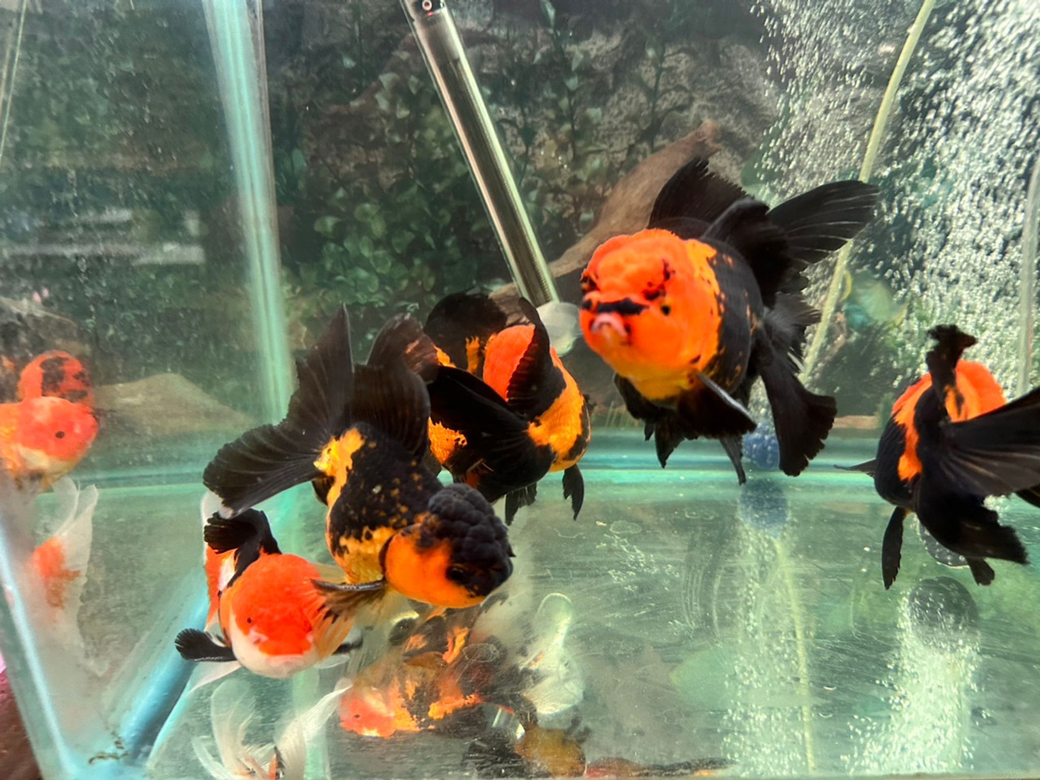 Black/Orange Oranda Goldfish