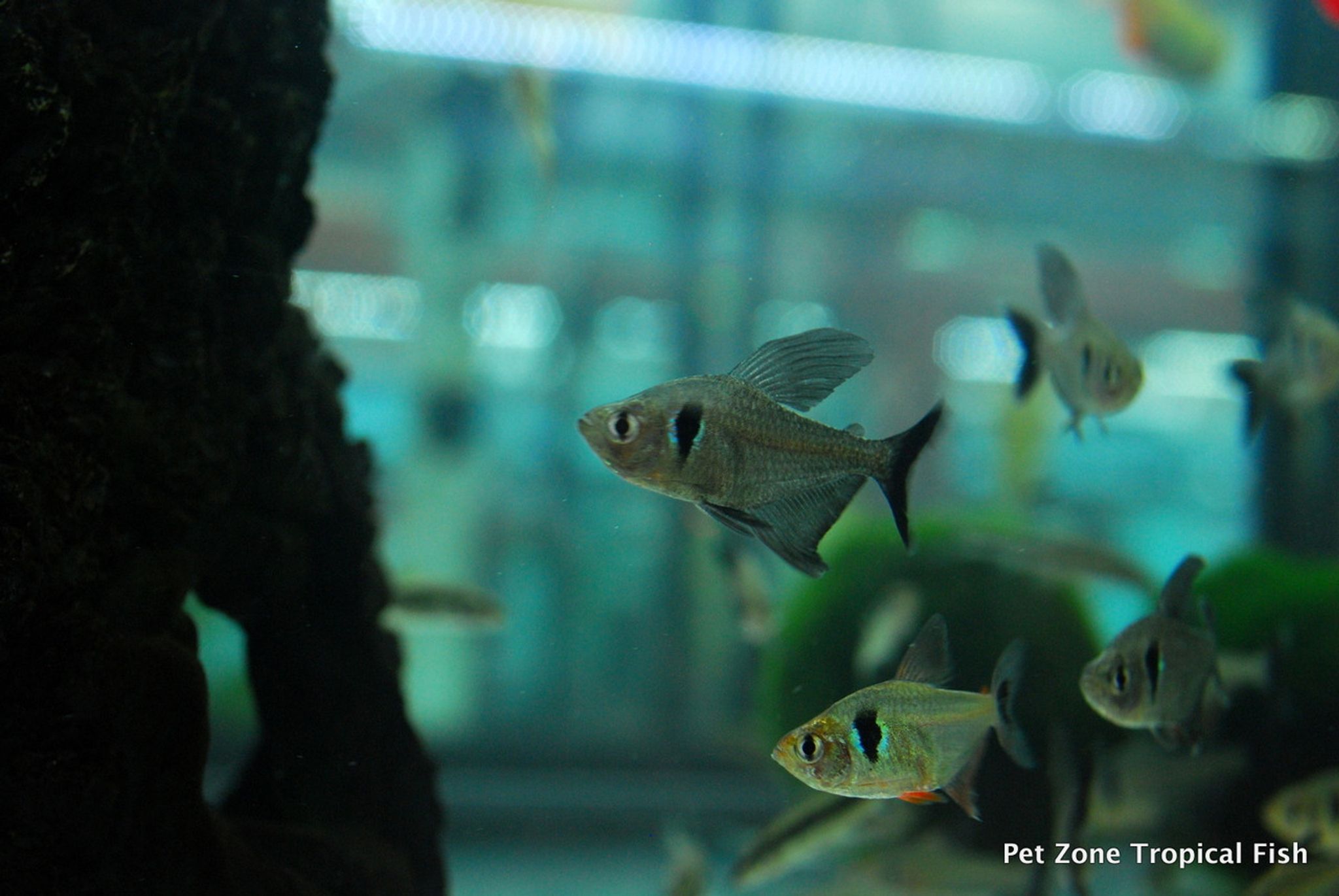 Black Phantom Tetra