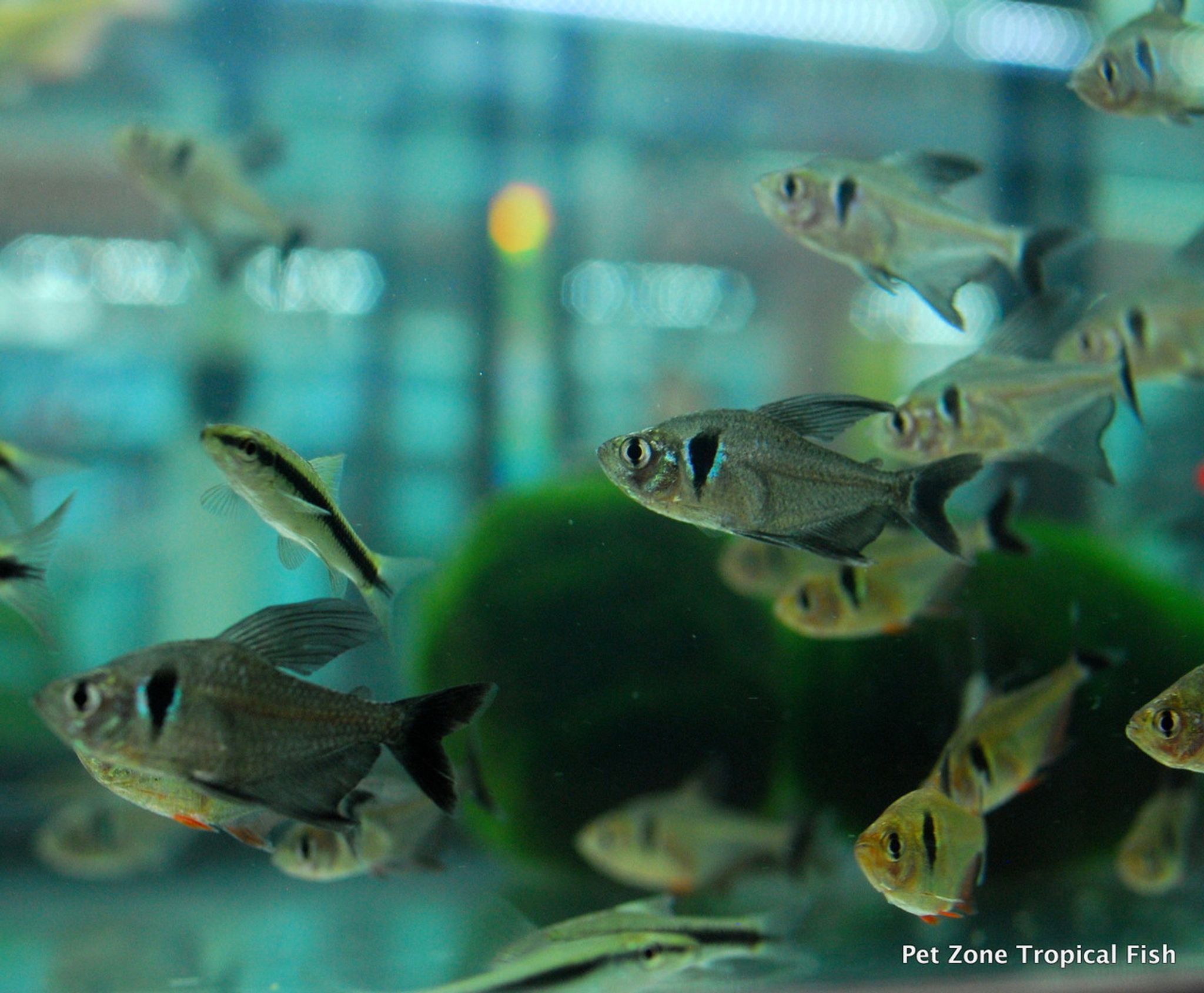 Black Phantom Tetra