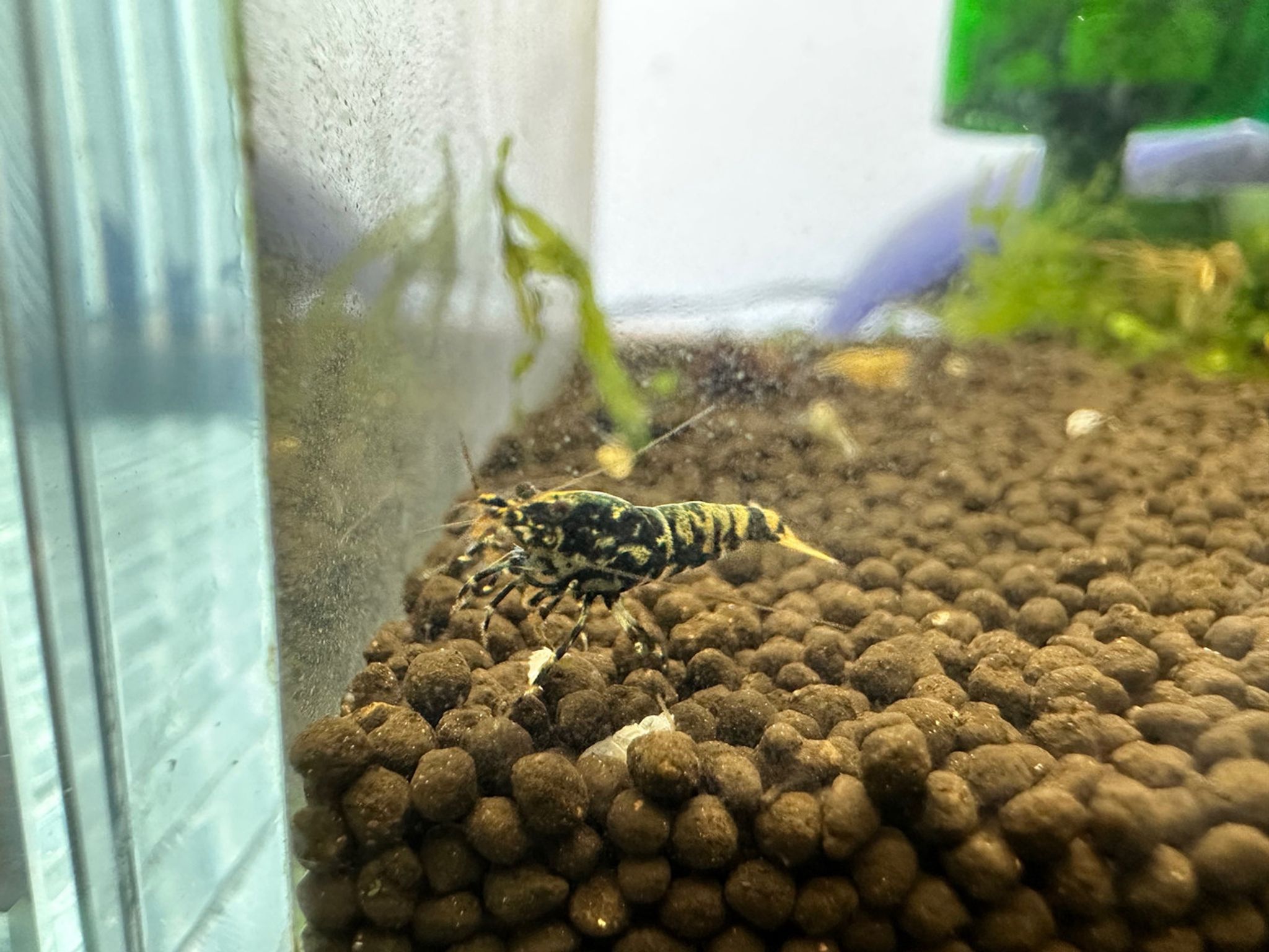 Black Pinto Shrimp