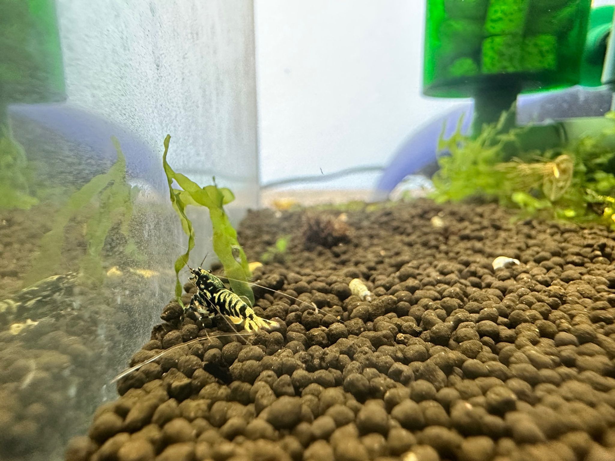 Black Pinto Shrimp