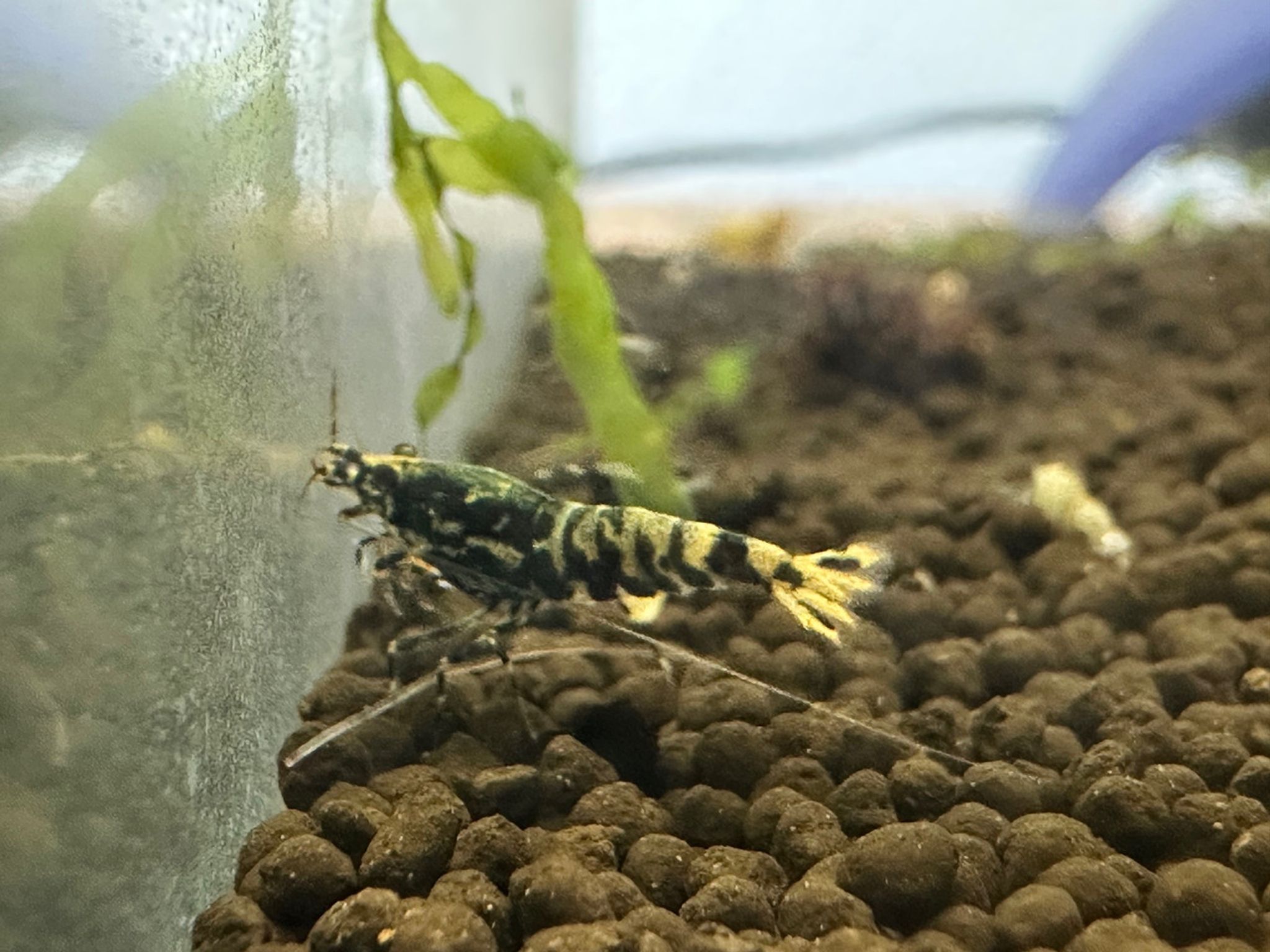 Black Pinto Shrimp