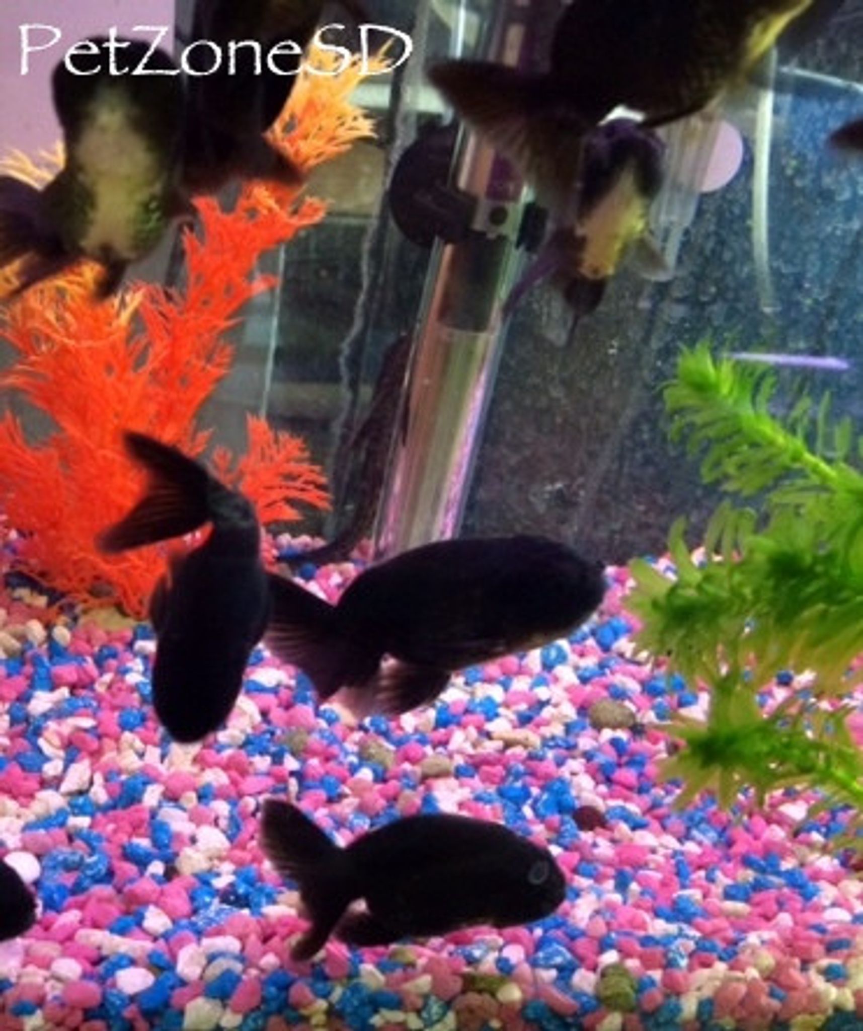 Black Ranchu Goldfish, Small
