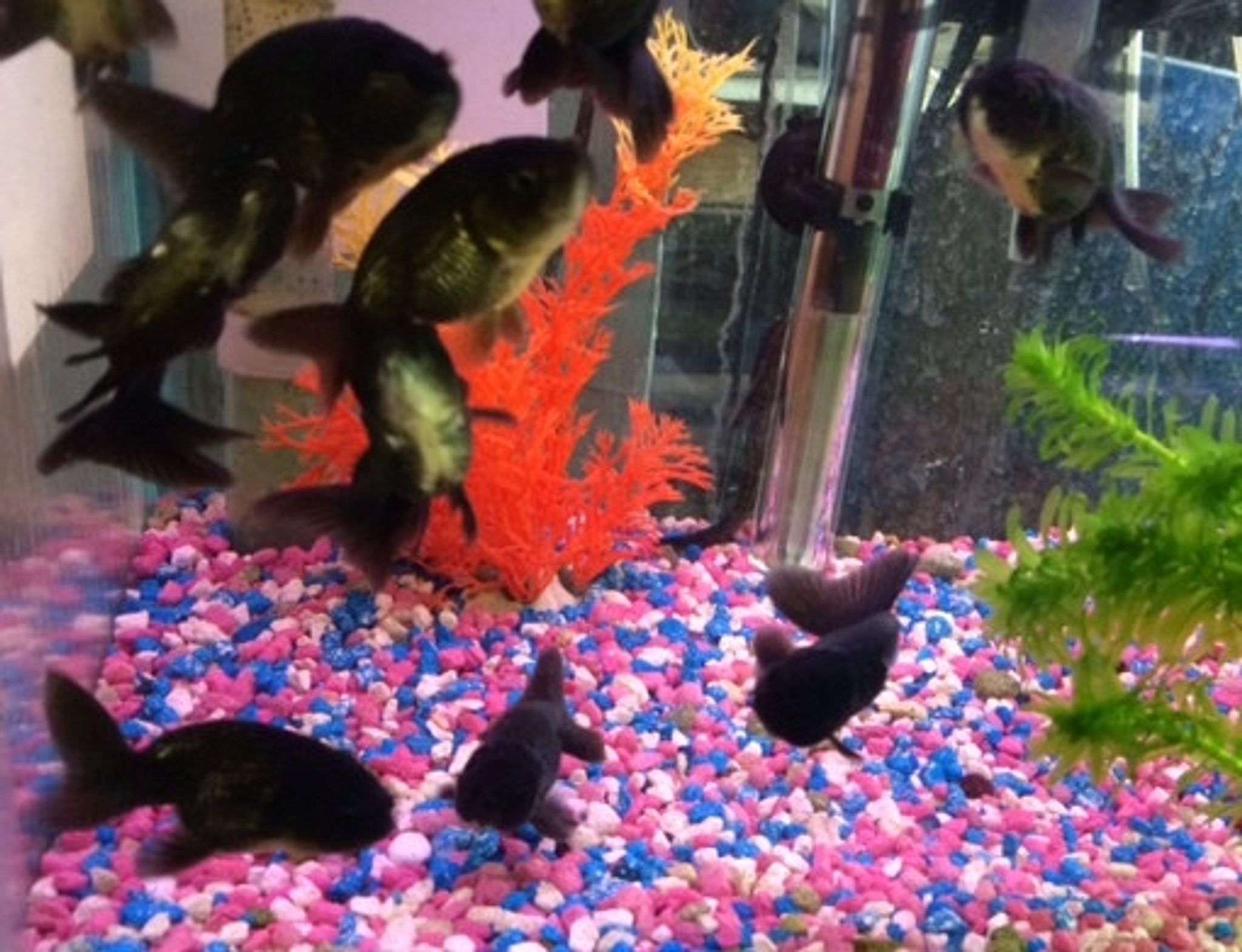 Black Ranchu Goldfish, Small