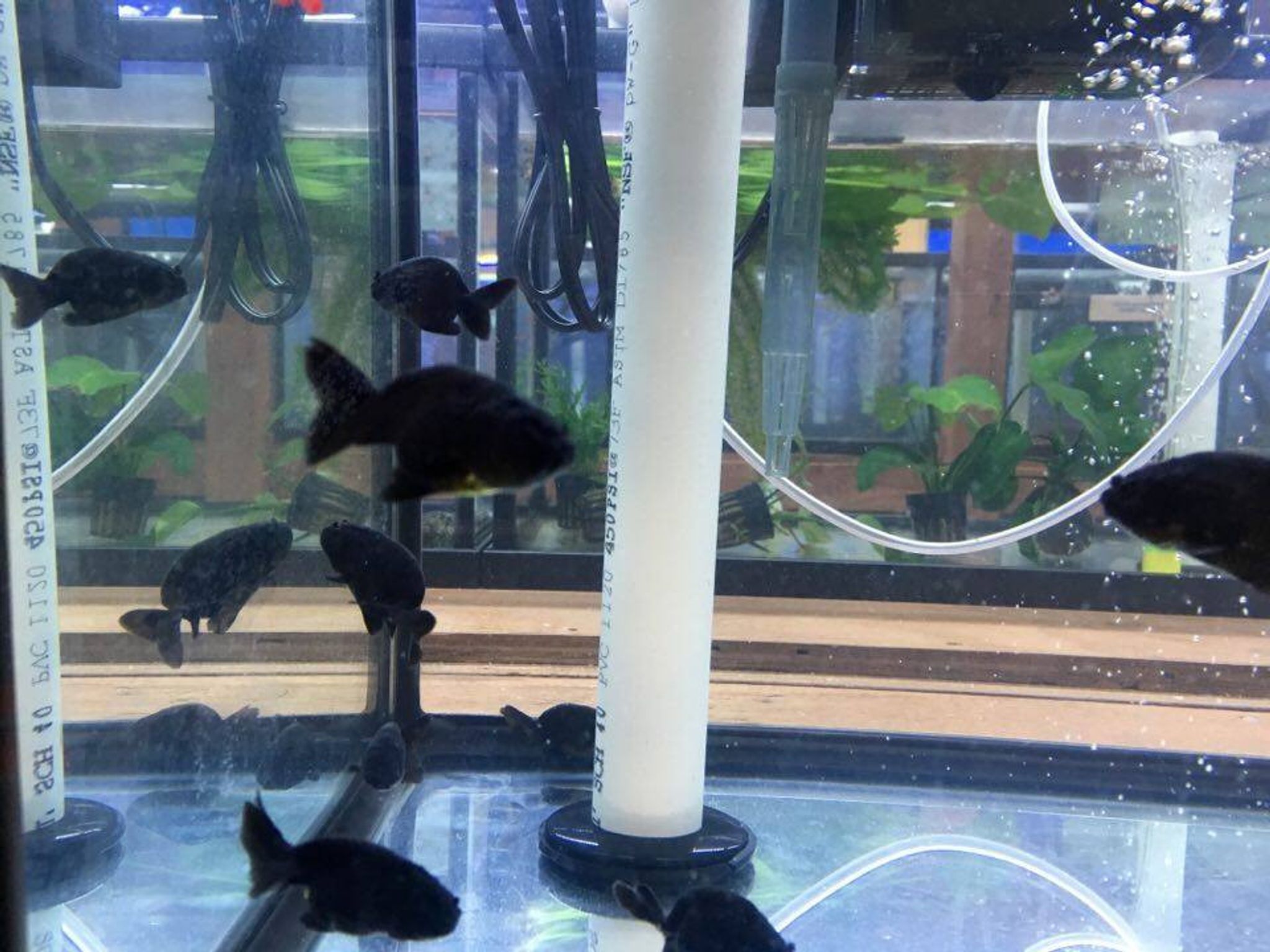 Black Ranchu Goldfish, Small
