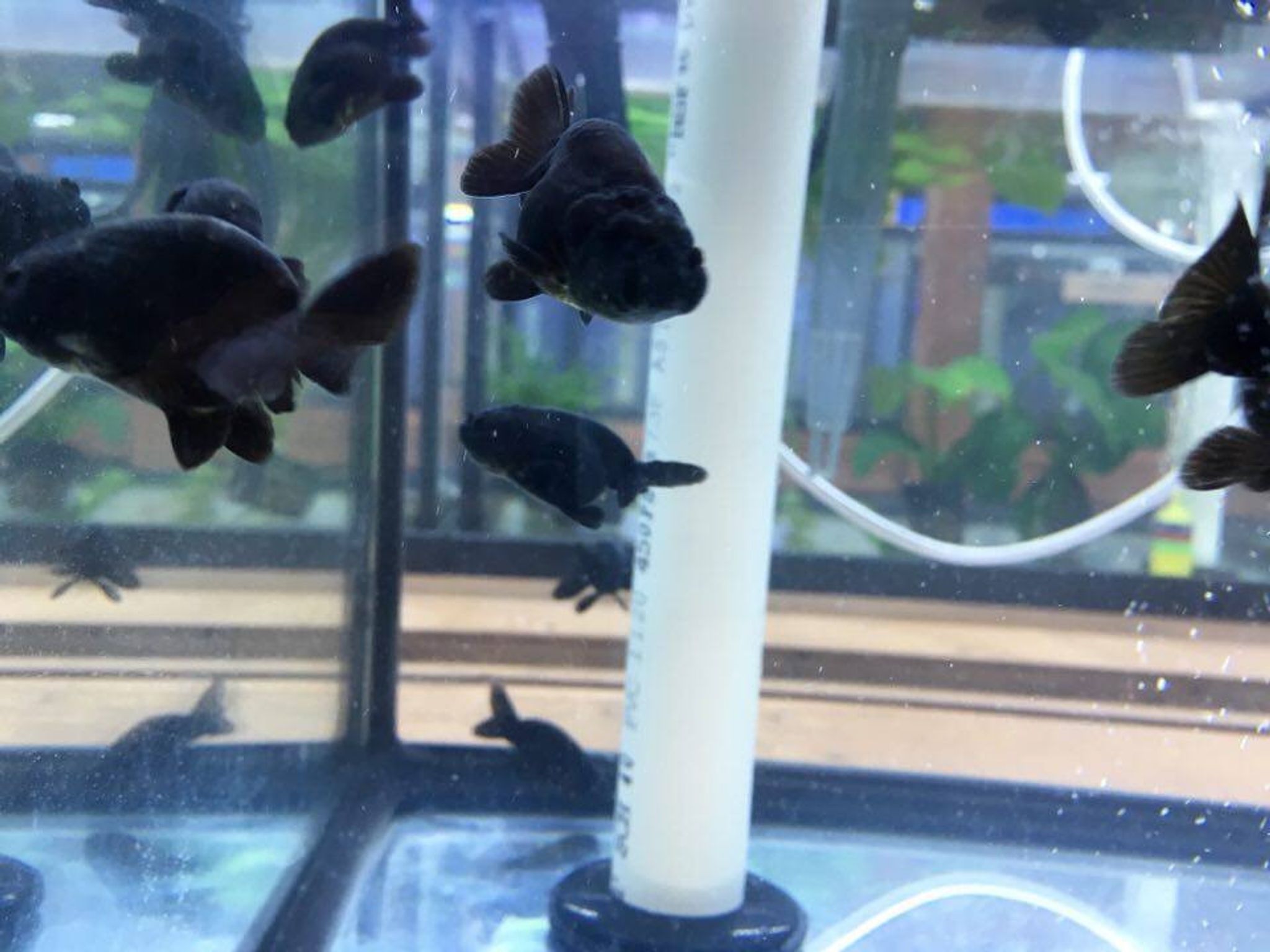 Black Ranchu Goldfish, Small