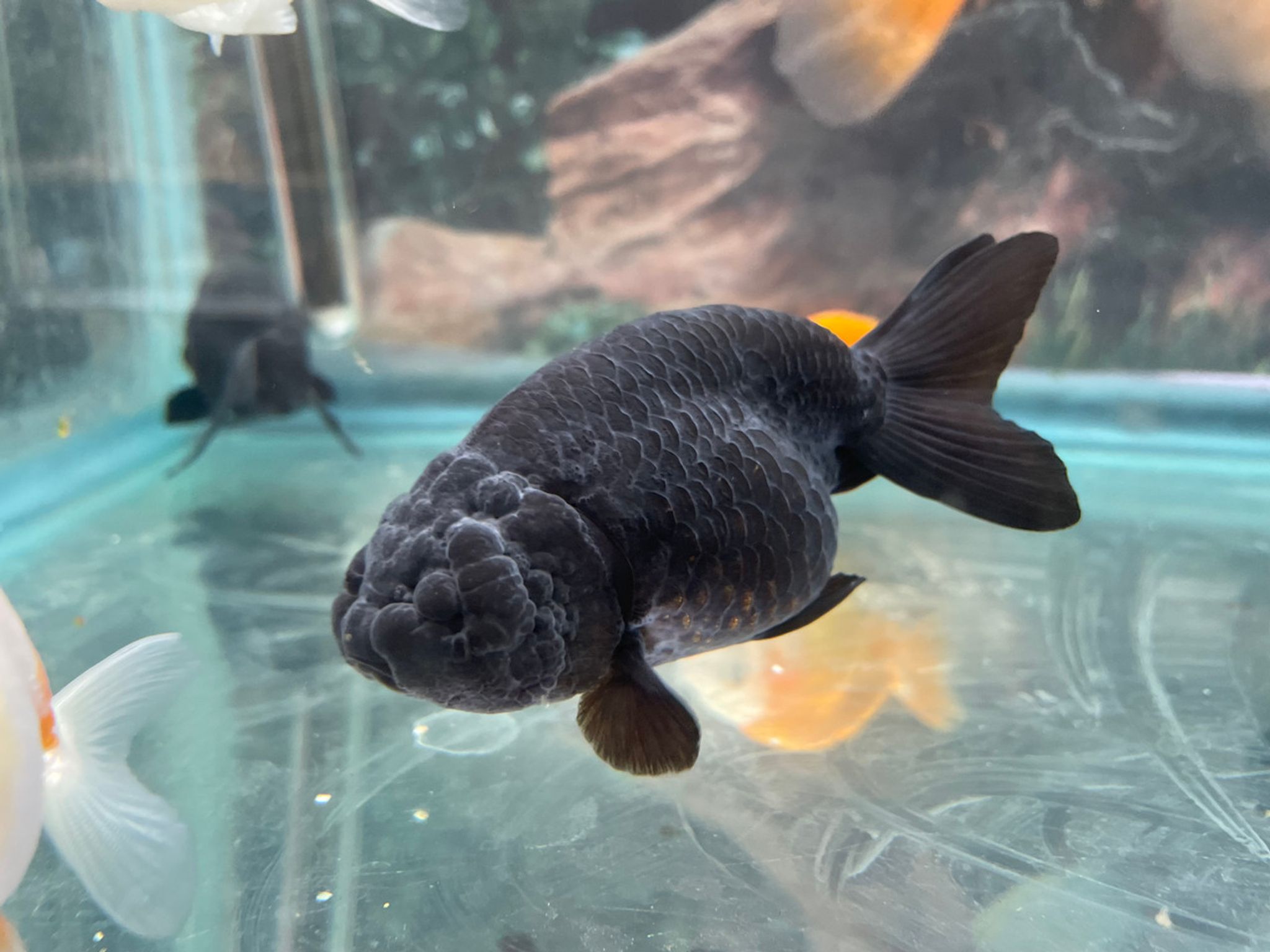 Black Ranchu Goldfish