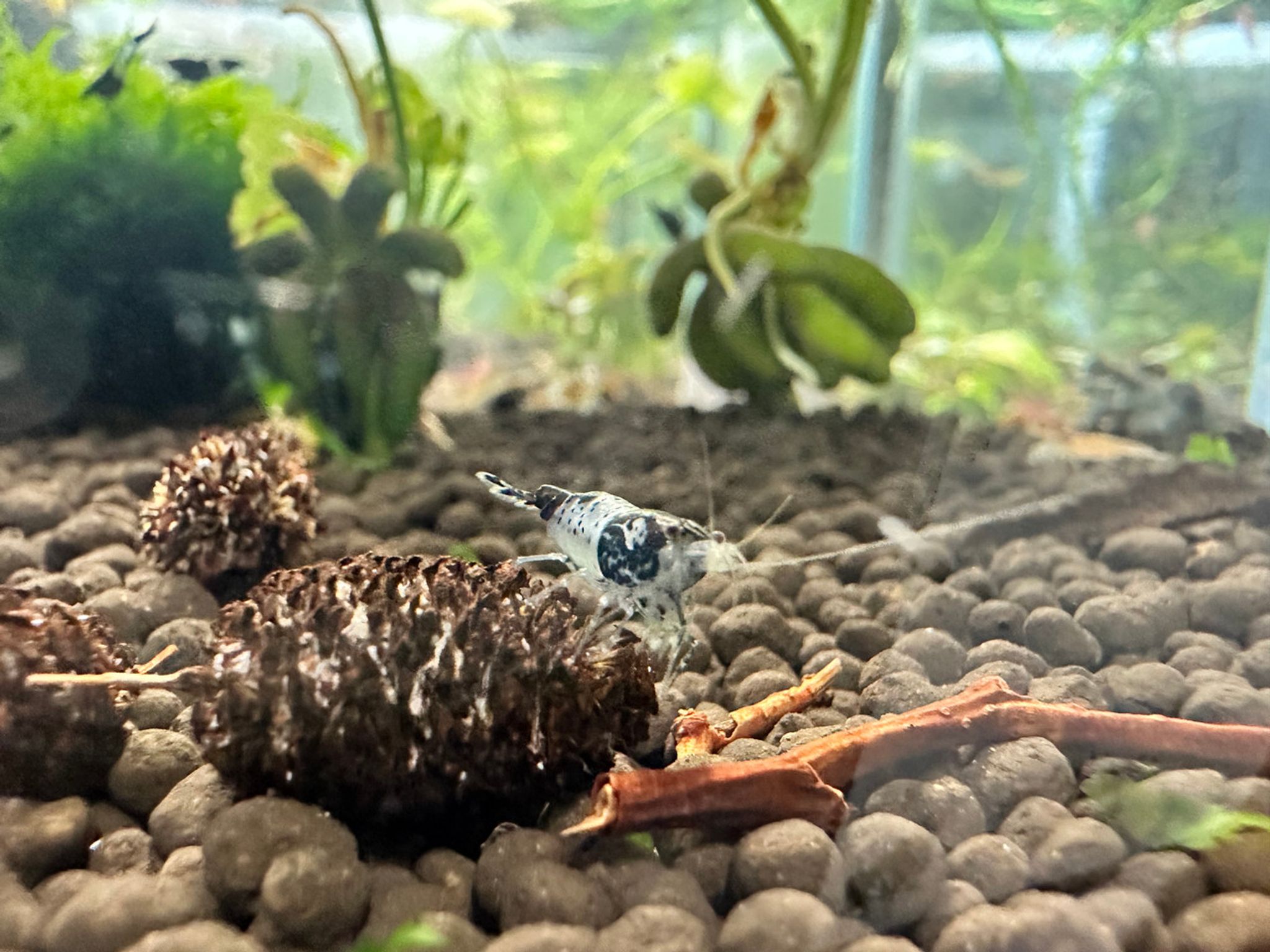 Black Rili Shrimp
