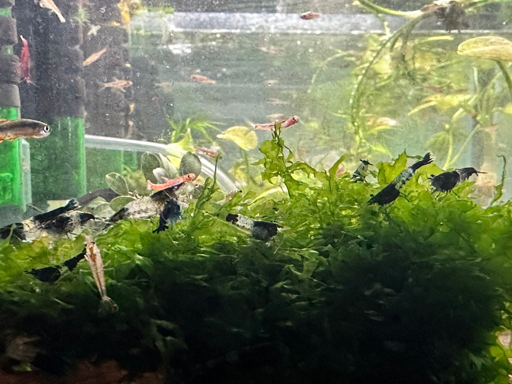 Black Rili Shrimp