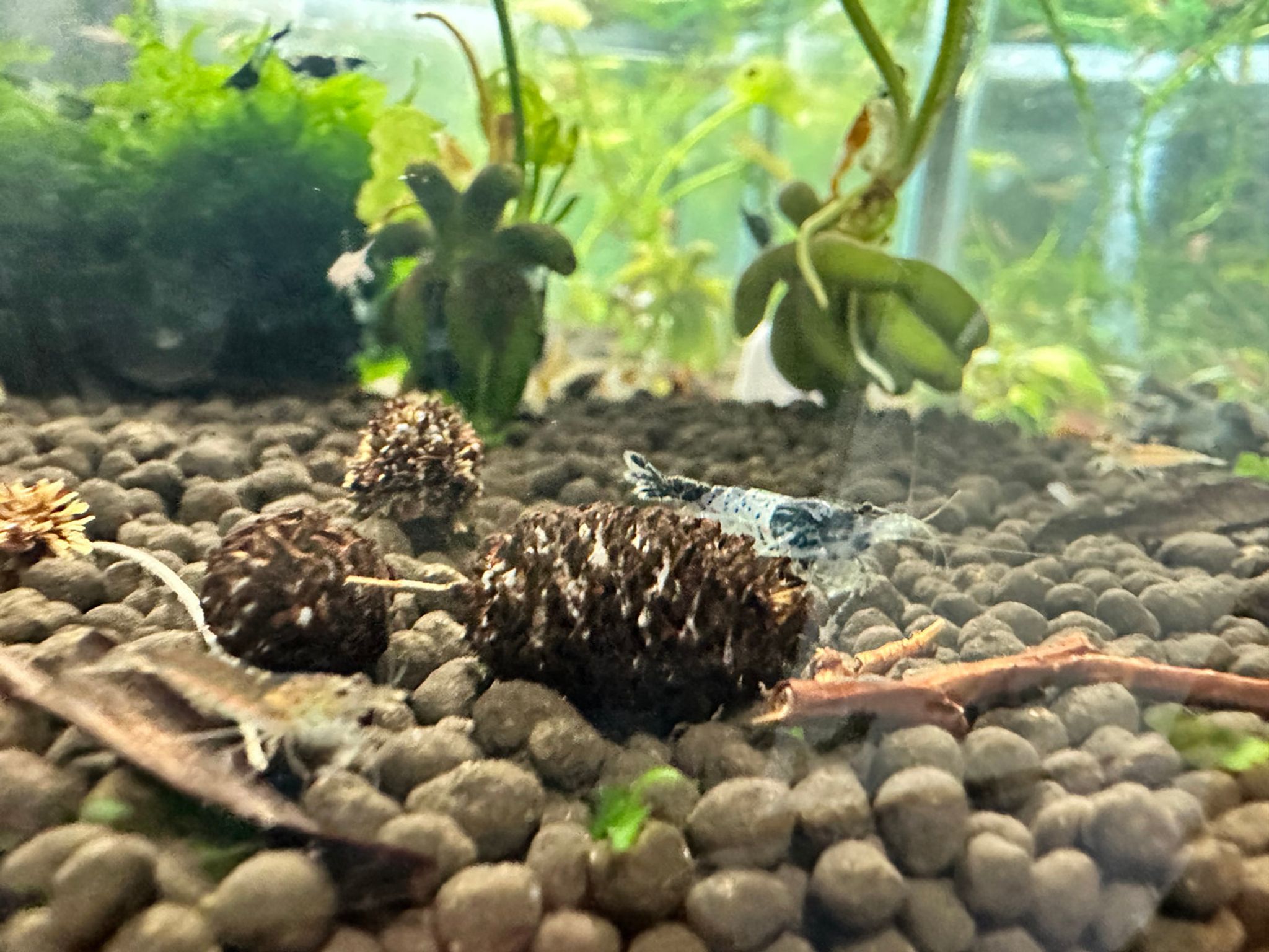 Black Rili Shrimp