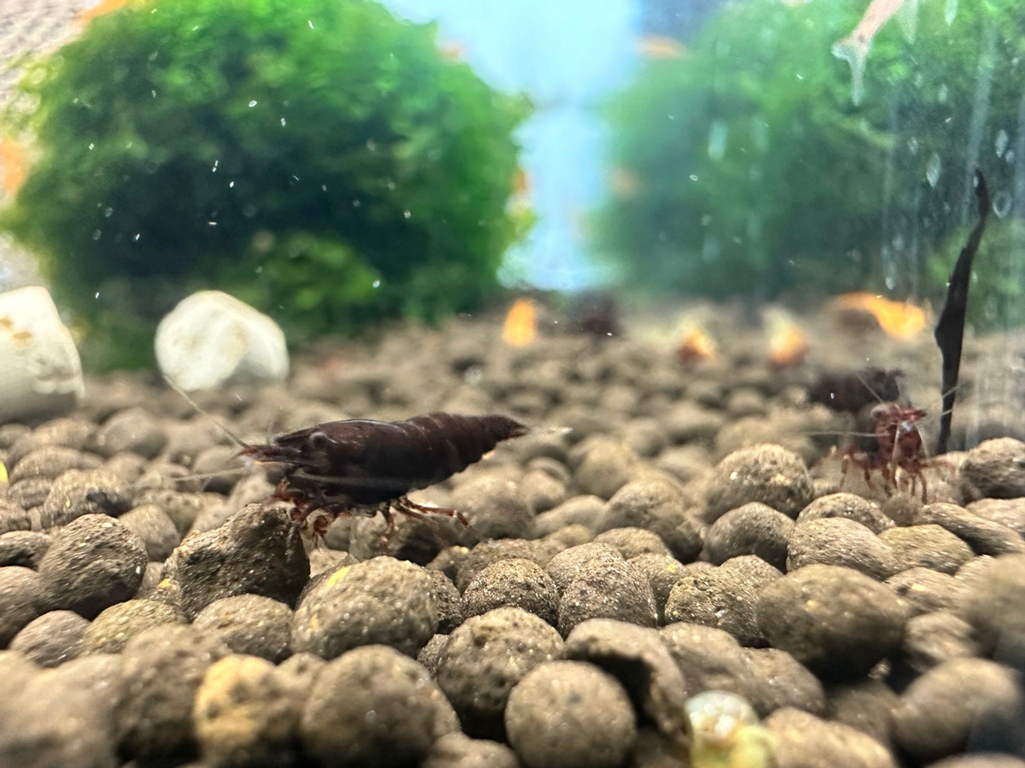 Black Rose Shrimp
