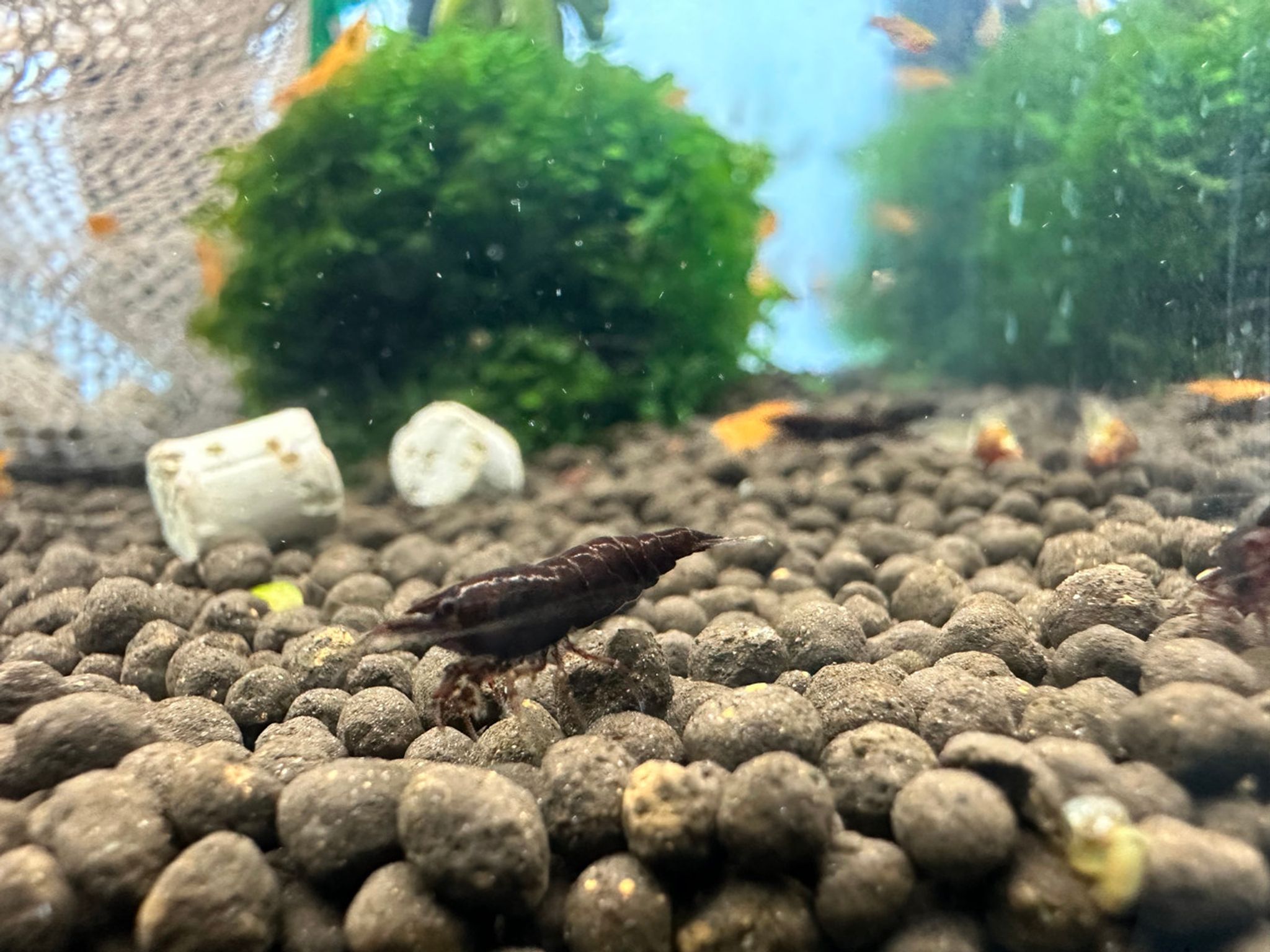 Black Rose Shrimp