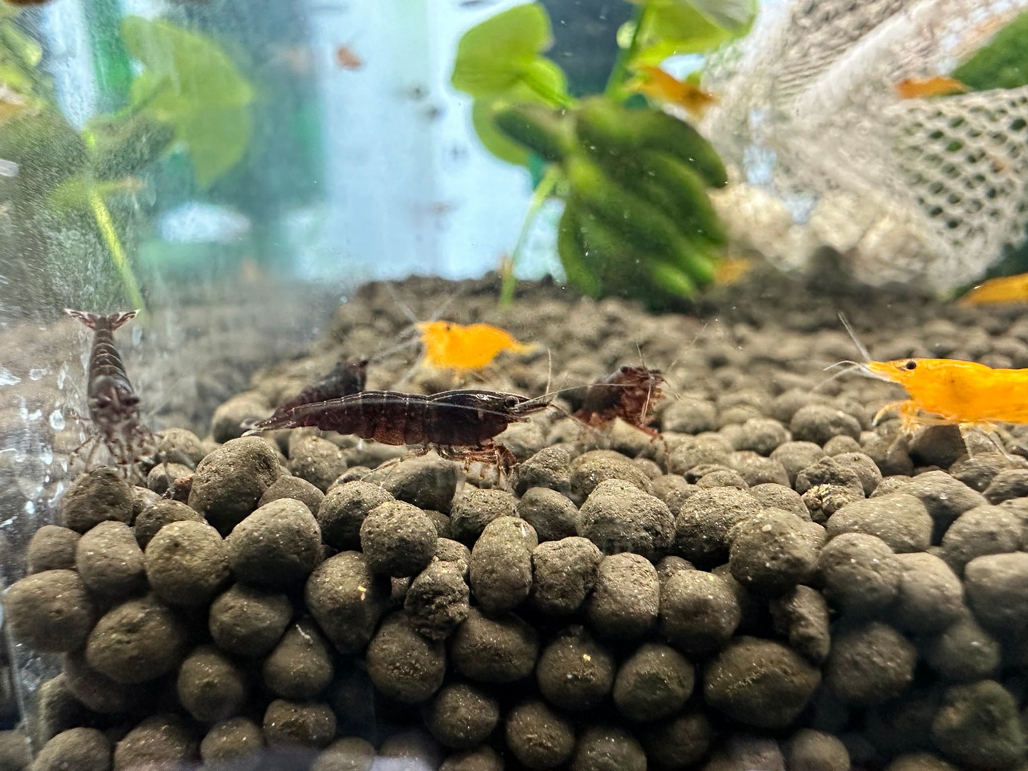 Black Rose Shrimp