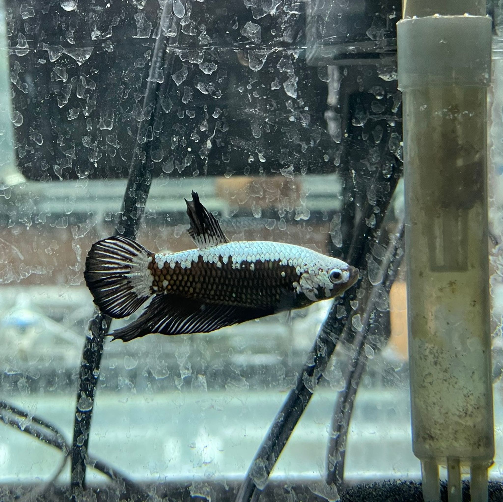 Black Samurai Betta