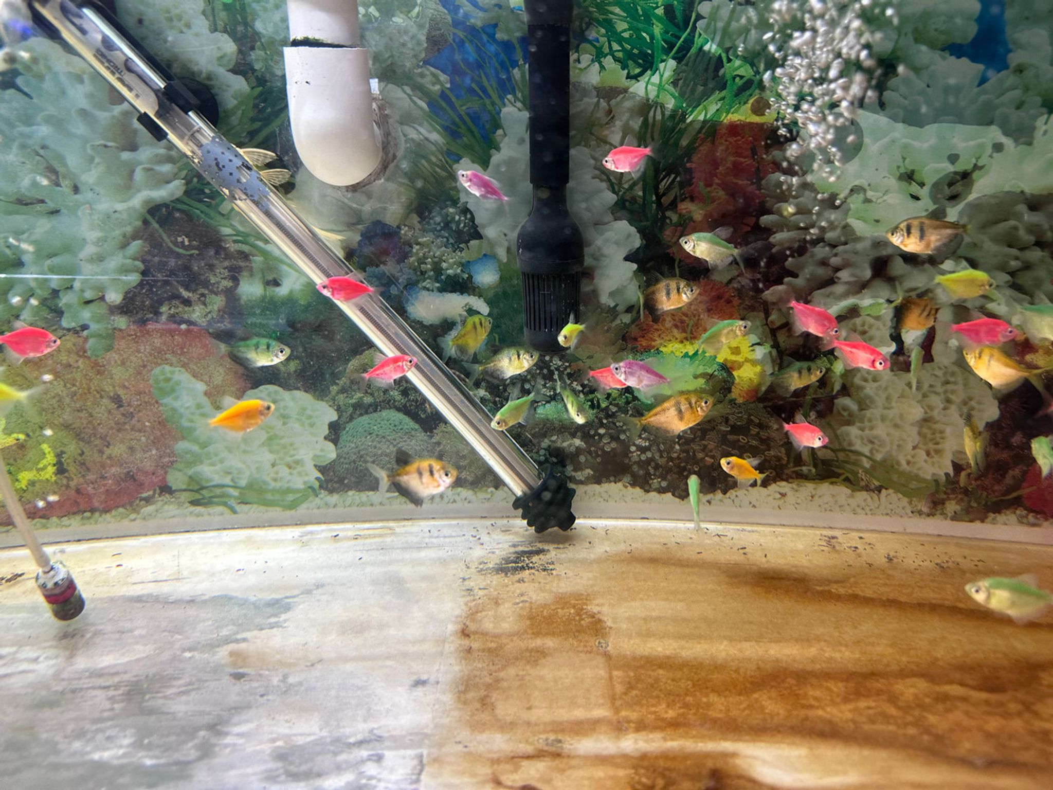 Black Skirt GloFish Tetra