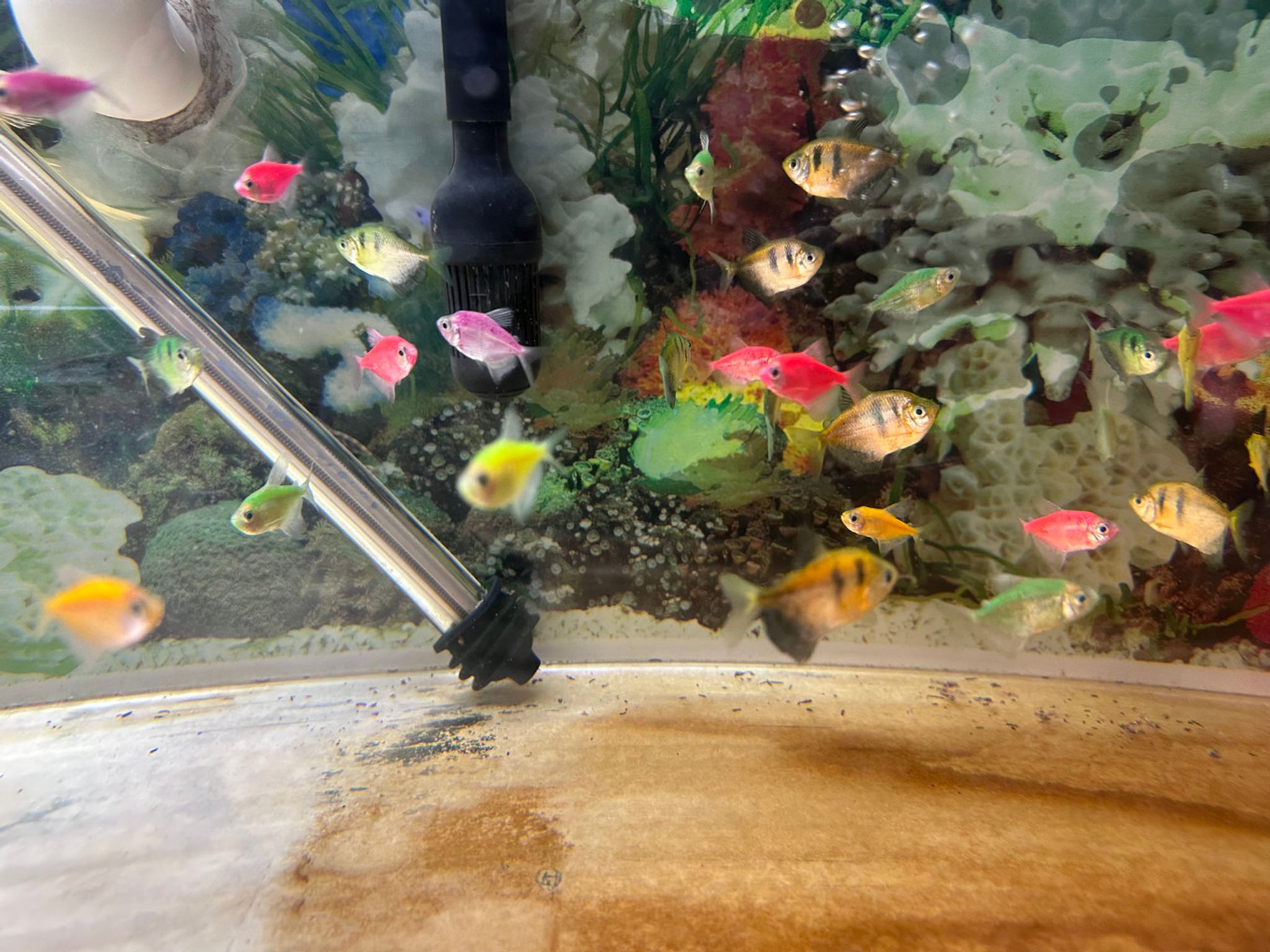 Black Skirt GloFish Tetra