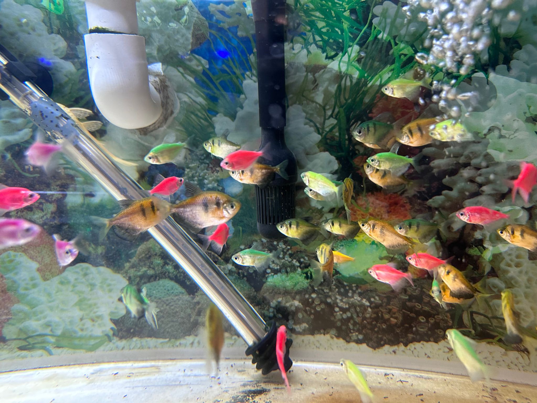Black Skirt GloFish Tetra