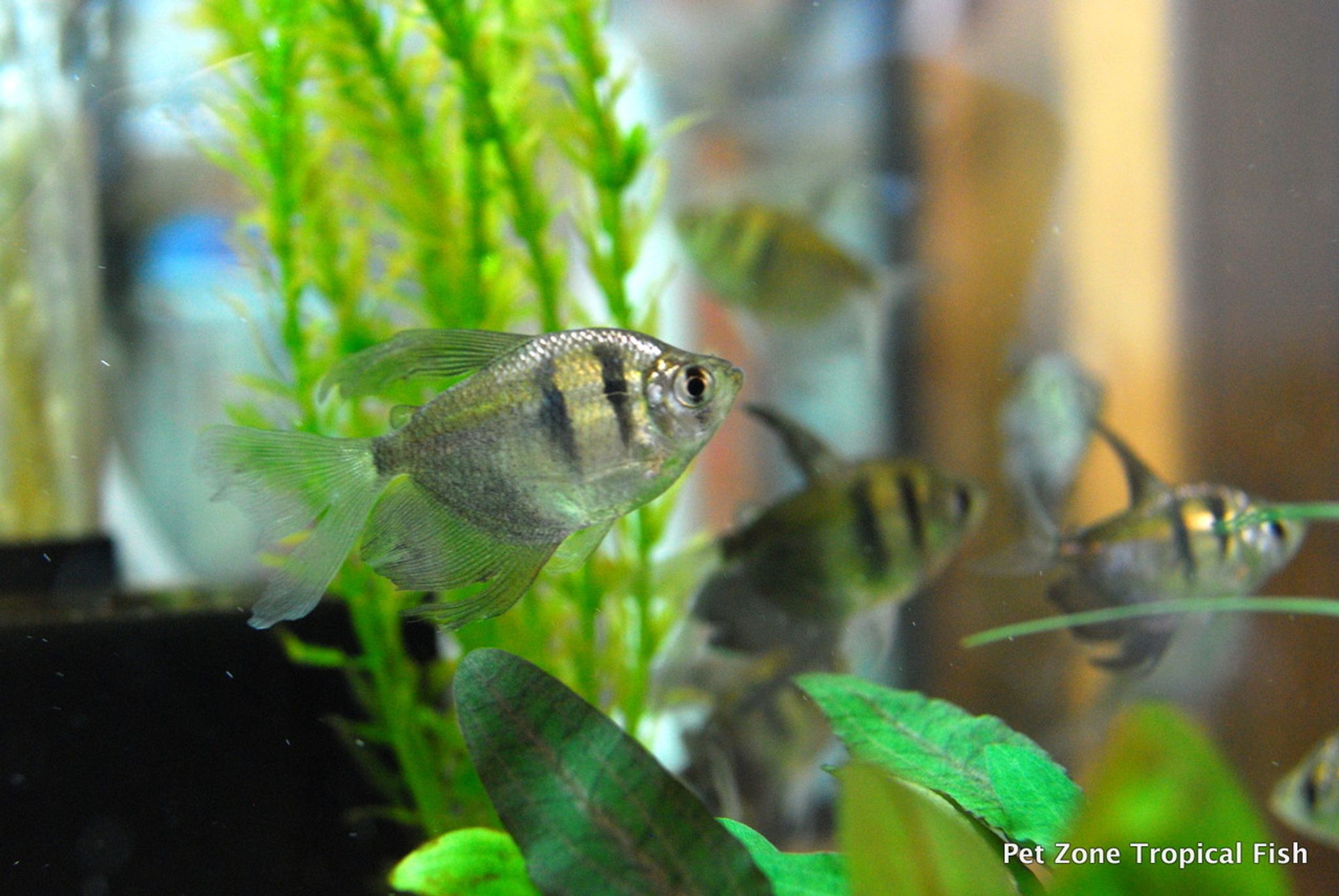 Black Skirt Tetra