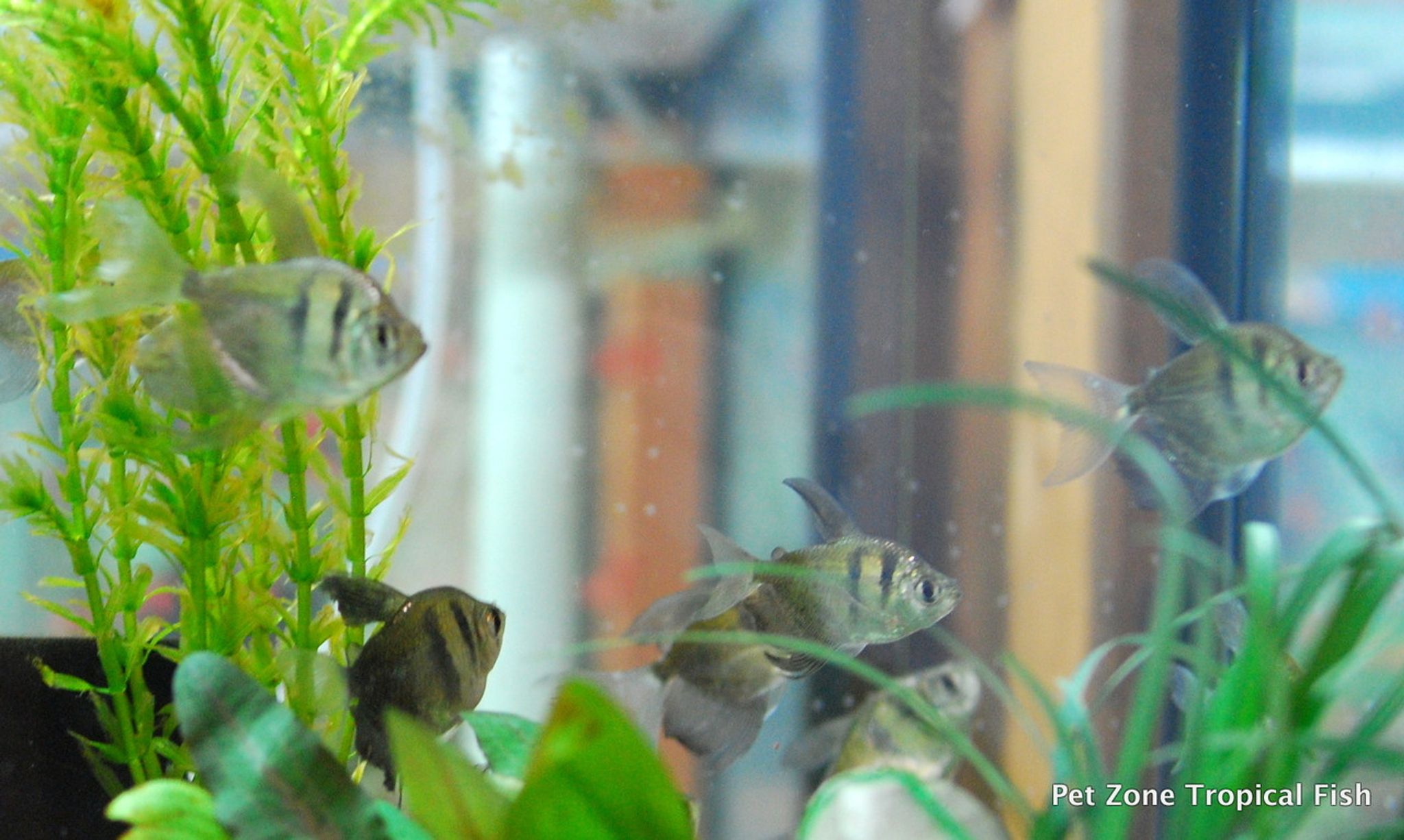 Black Skirt Tetra