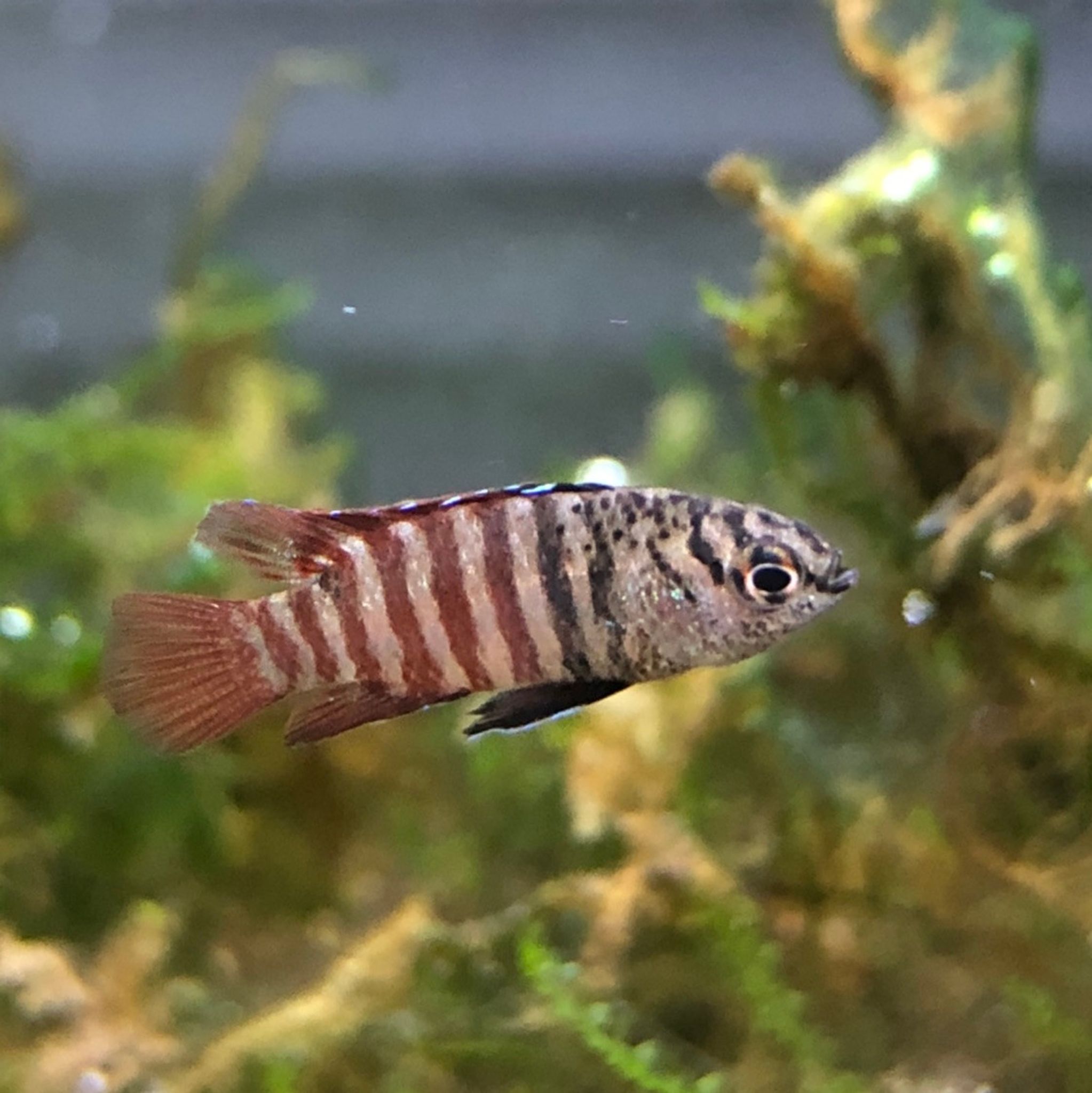 BLACK TIGER BADIS