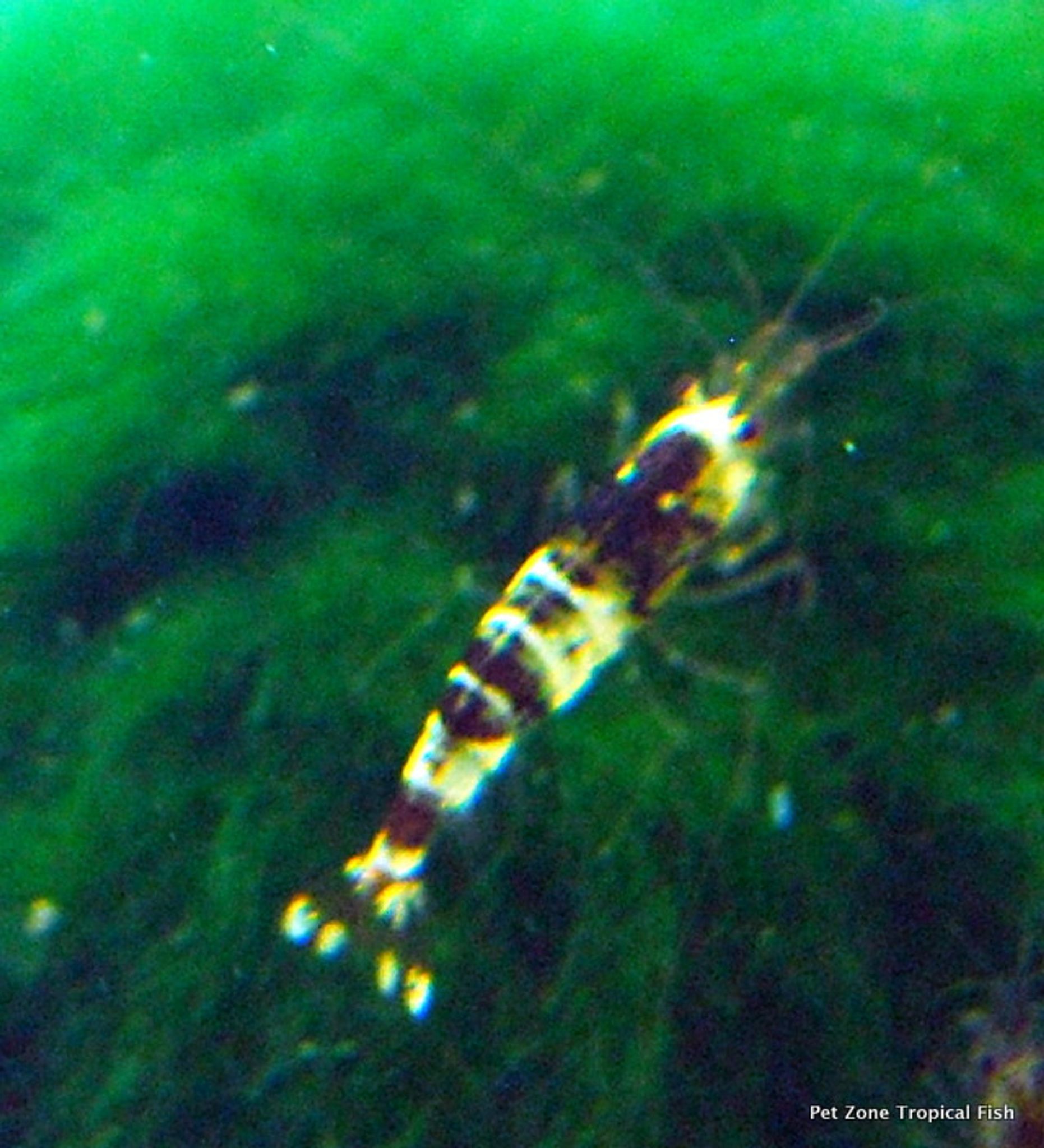 Black Tiger Bee Shrimp