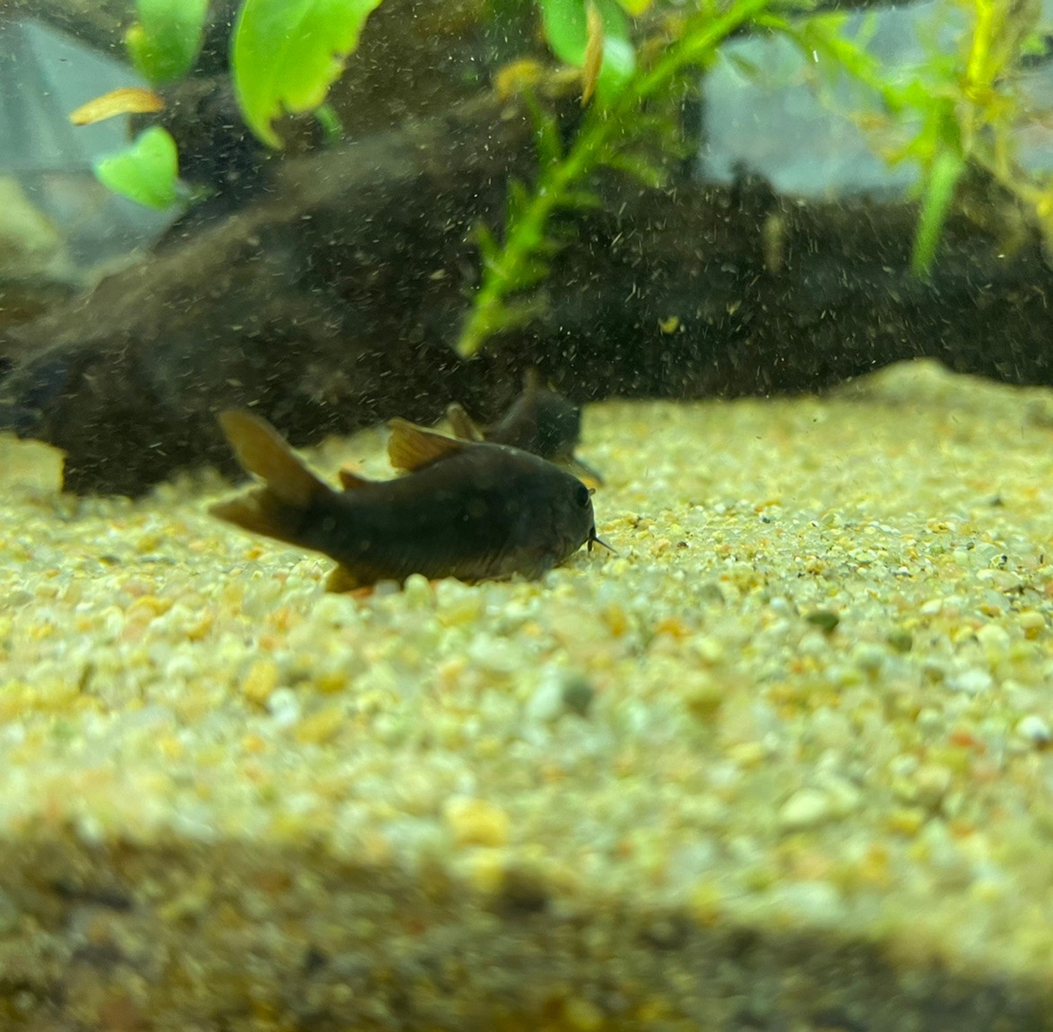 Black Venezuelan Cory Cat