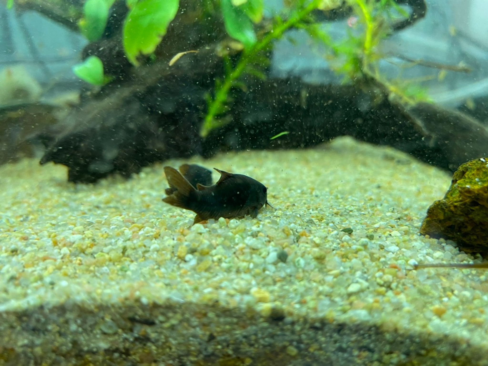 Black Venezuelan Cory Cat