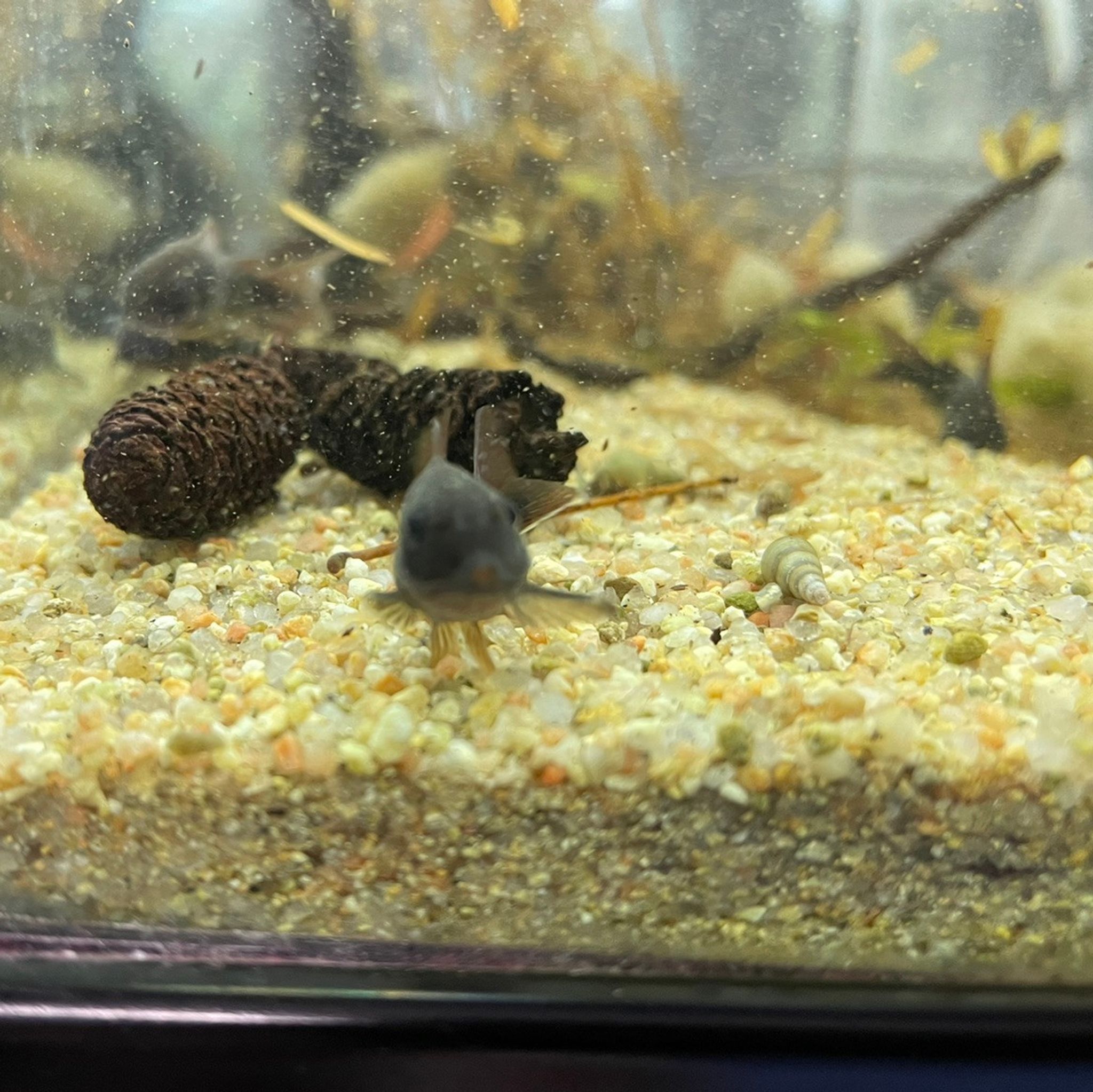 Black Venezuelan Cory Cat