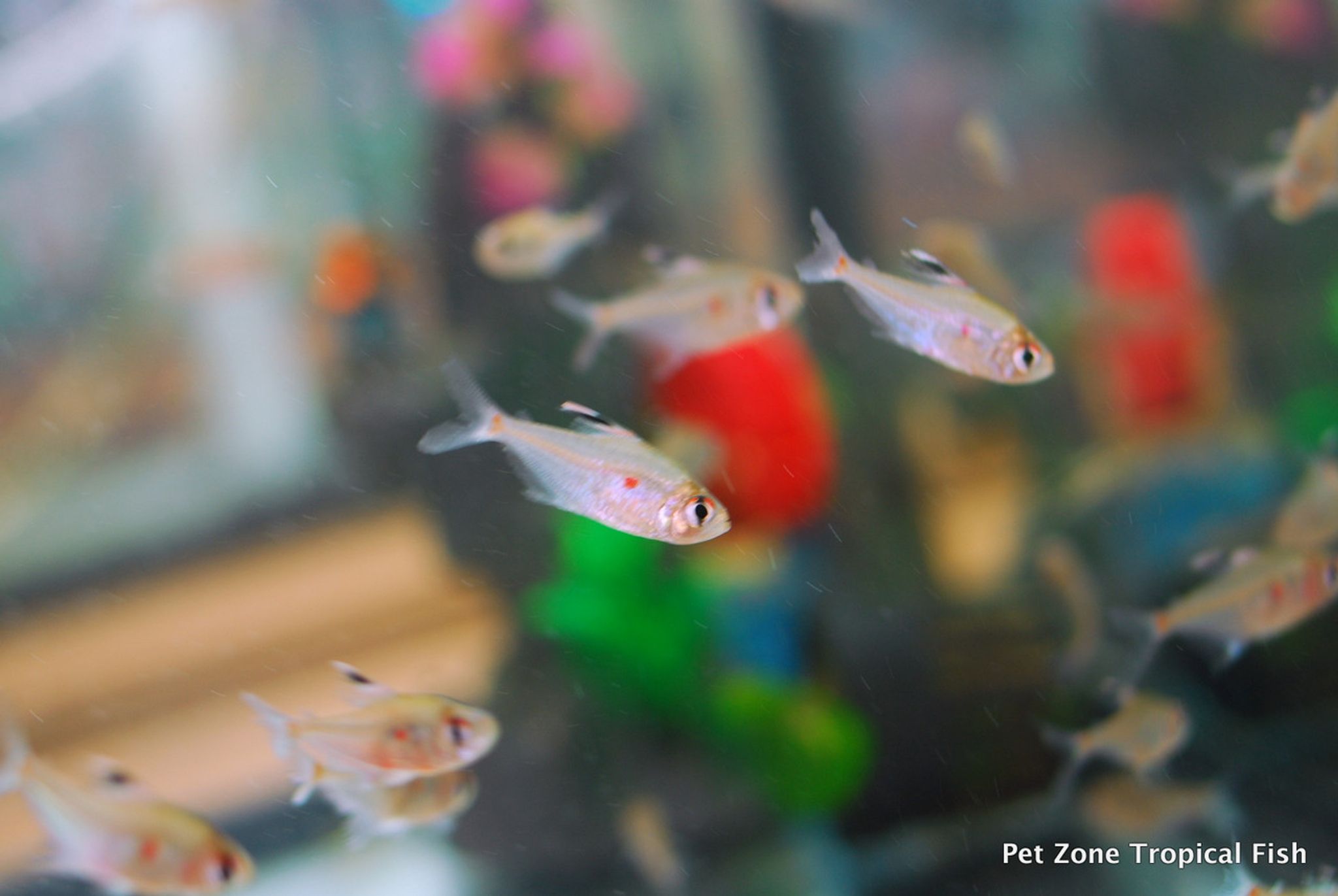Bleeding Heart Tetra