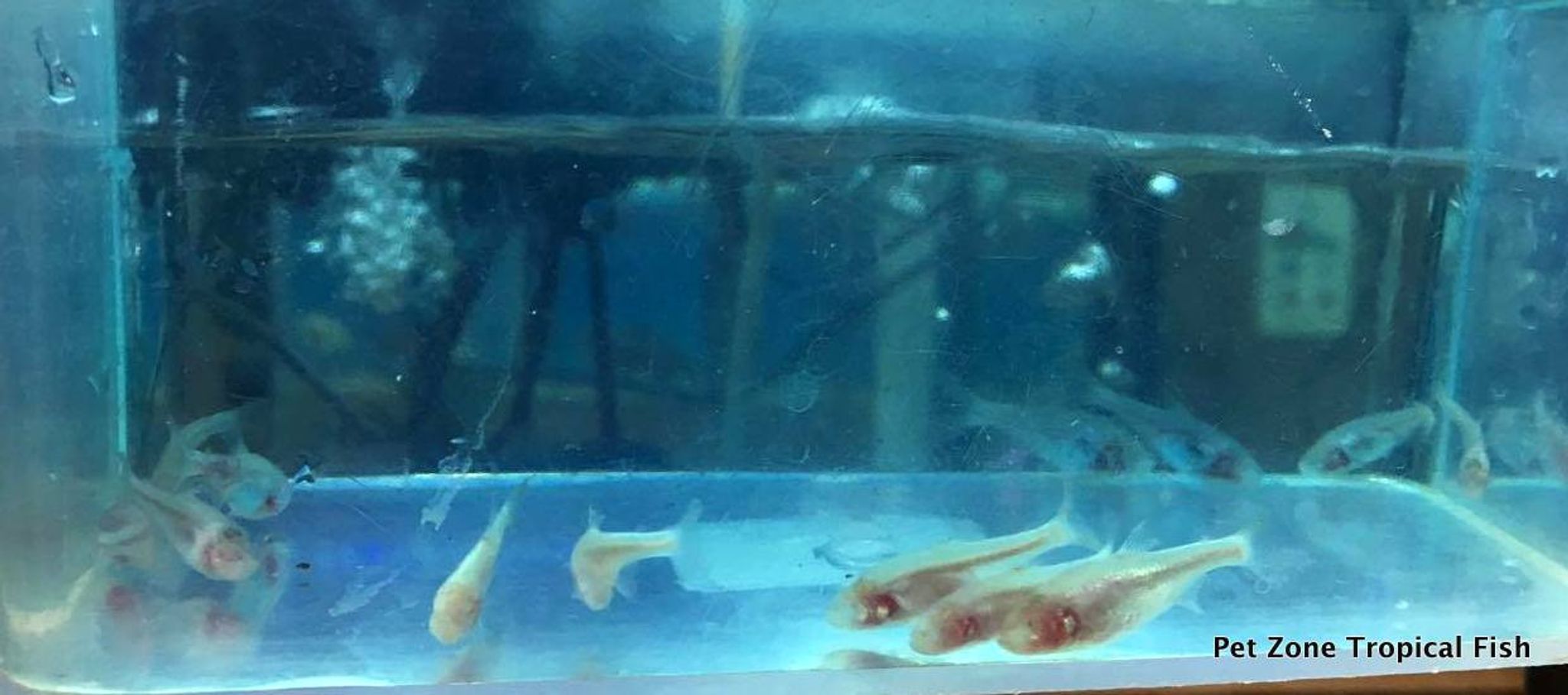 Blind Cave Tetra