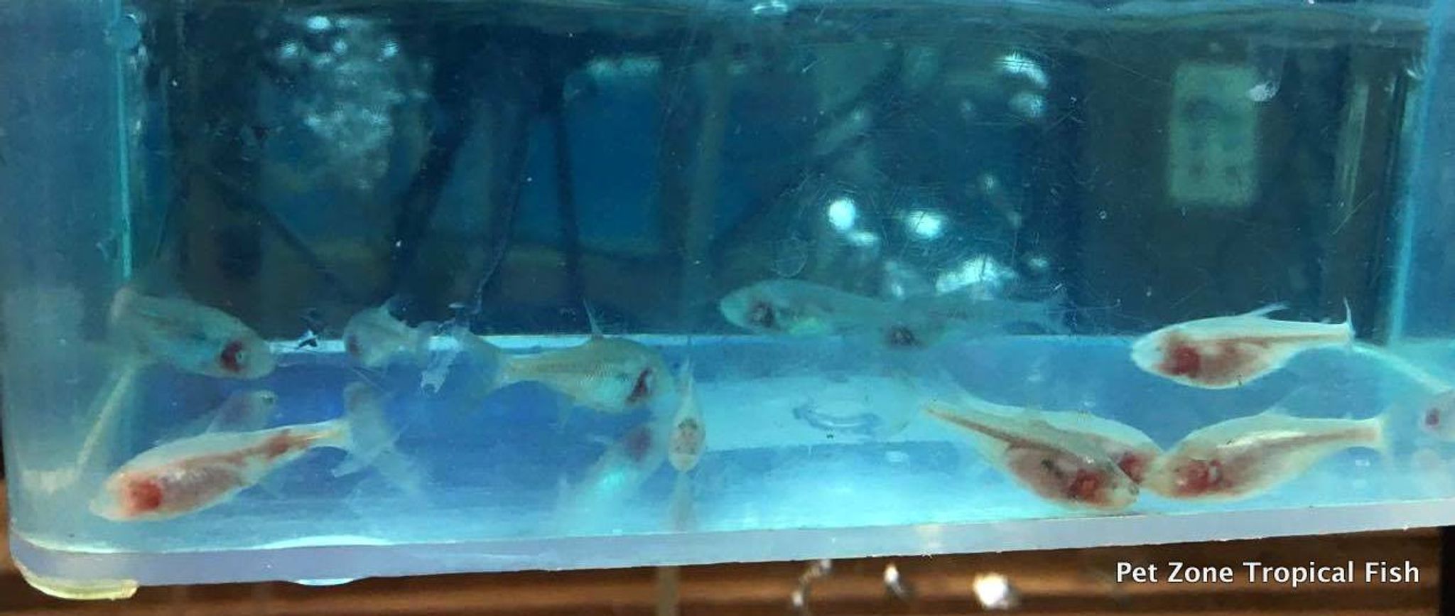 Blind Cave Tetra