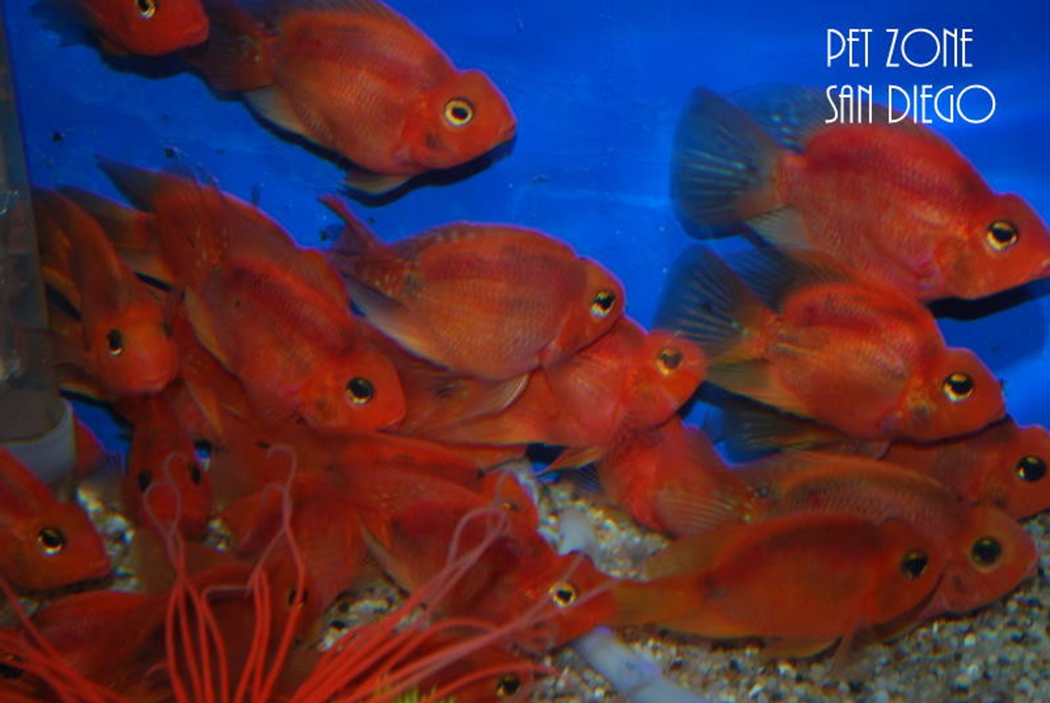 Blood Parrot (Red Parrot) Cichlid - Small