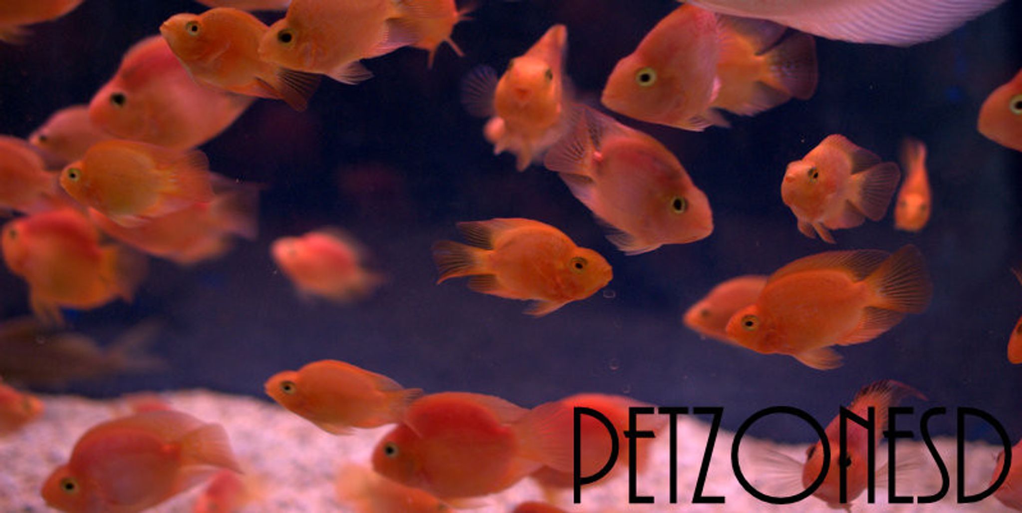 Blood Parrot (Red Parrot) Cichlid