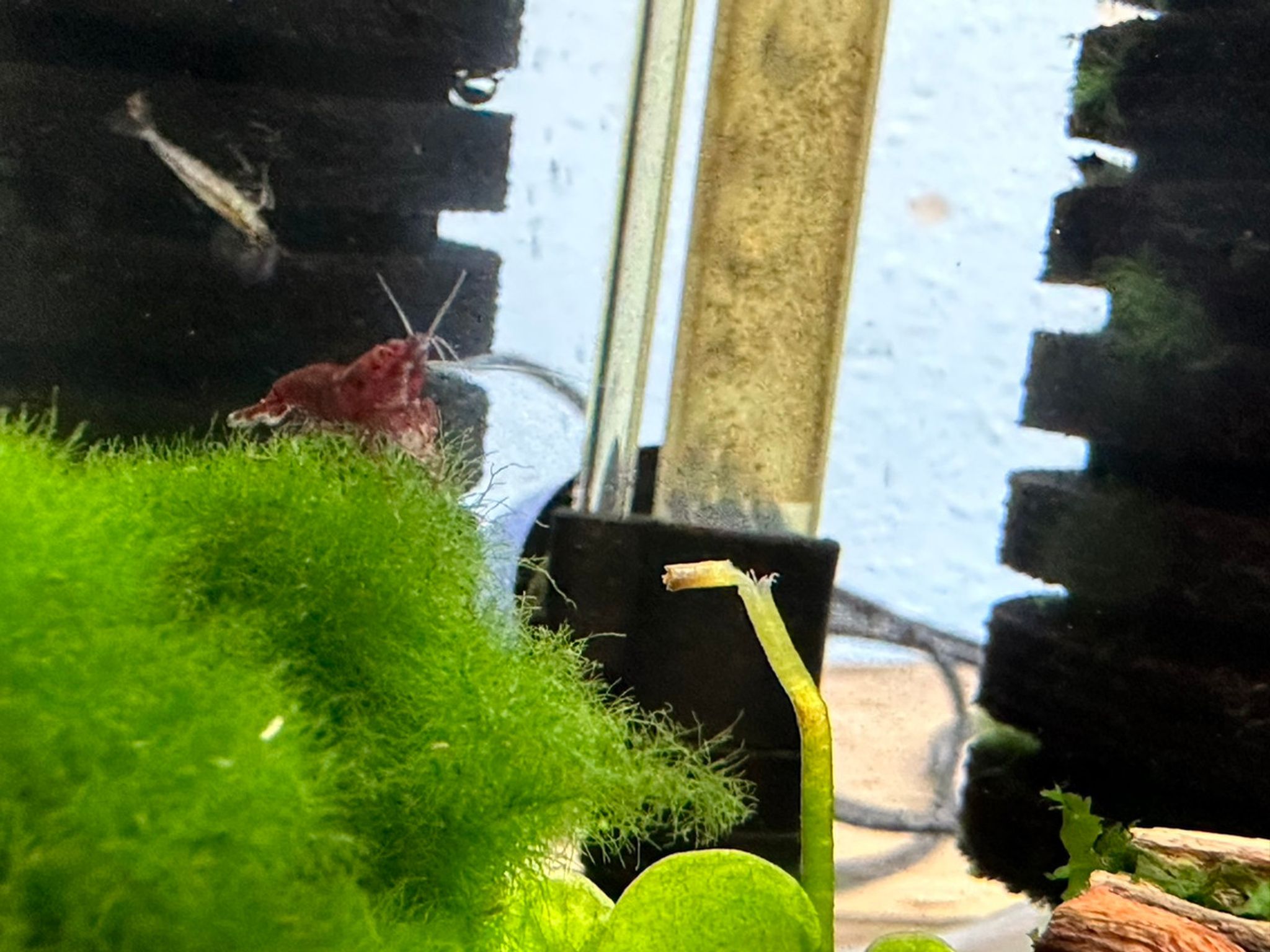 Bloody Mary Shrimp