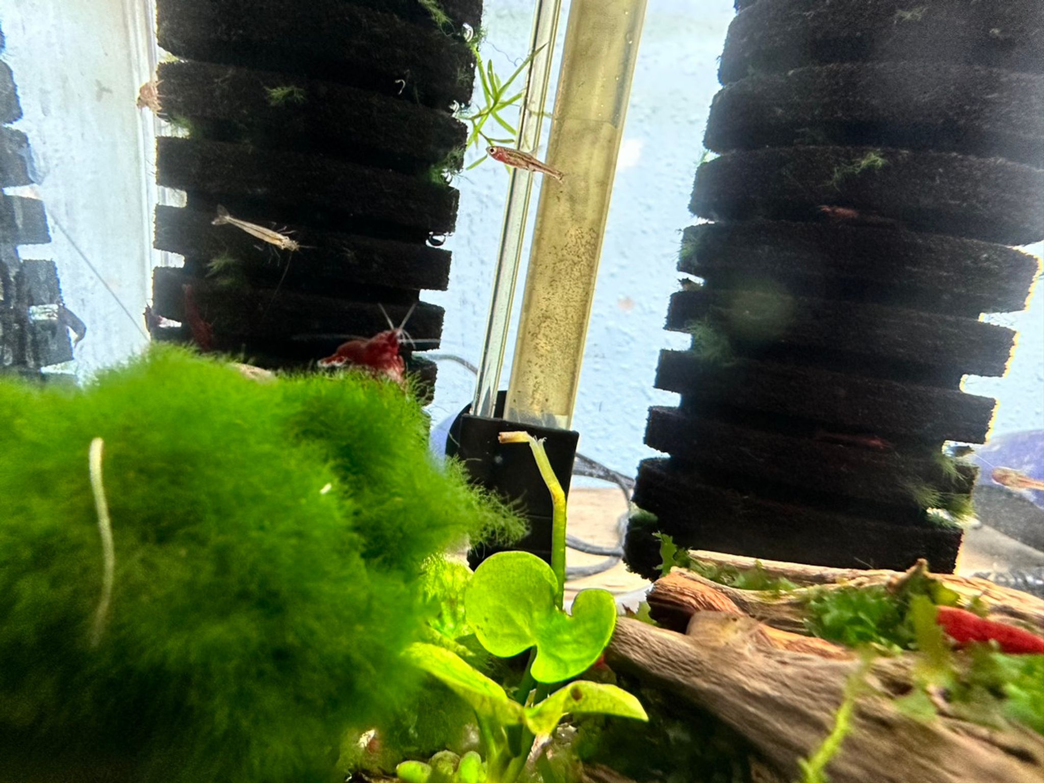 Bloody Mary Shrimp