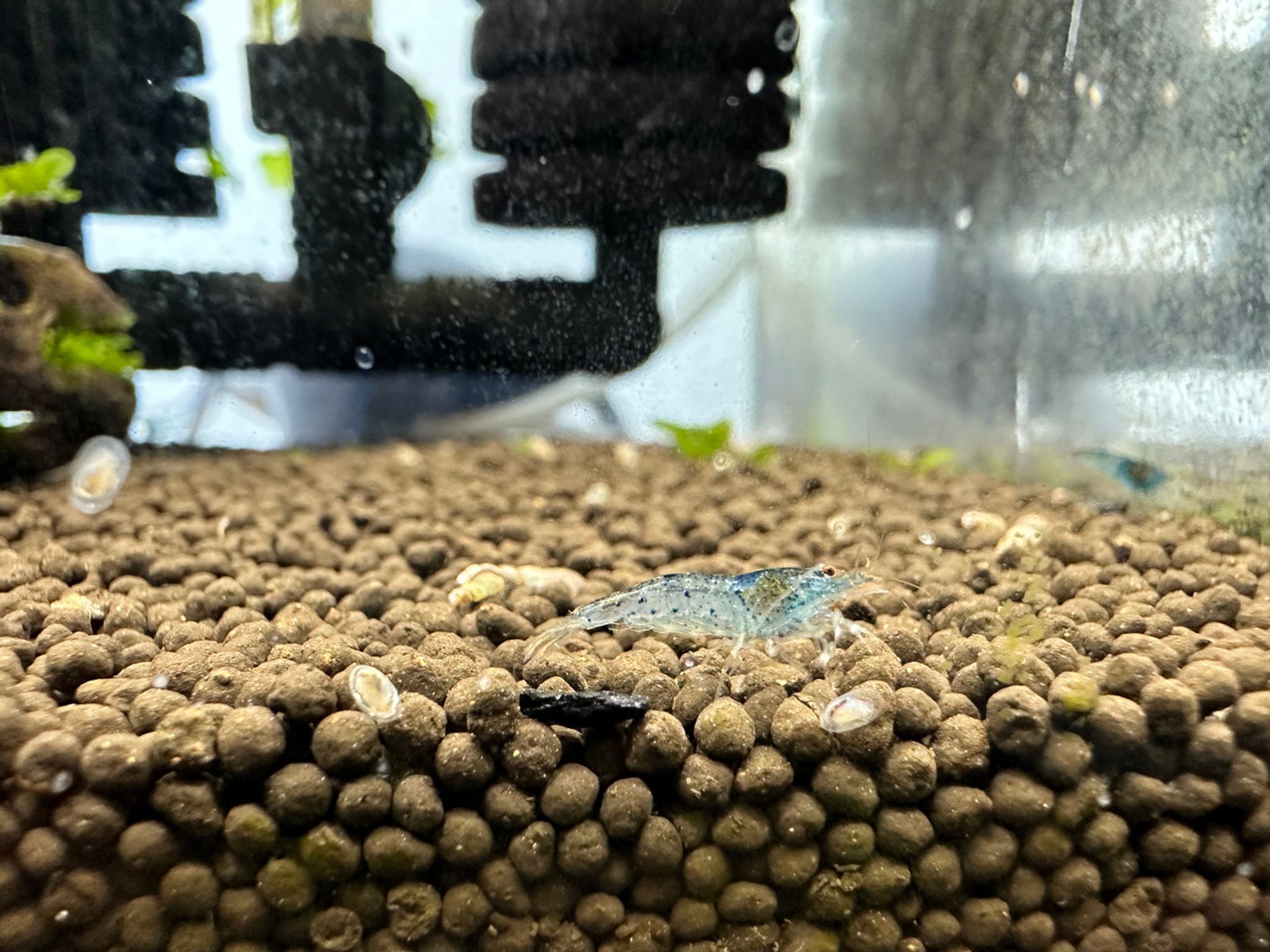 Blue Aura Shrimp
